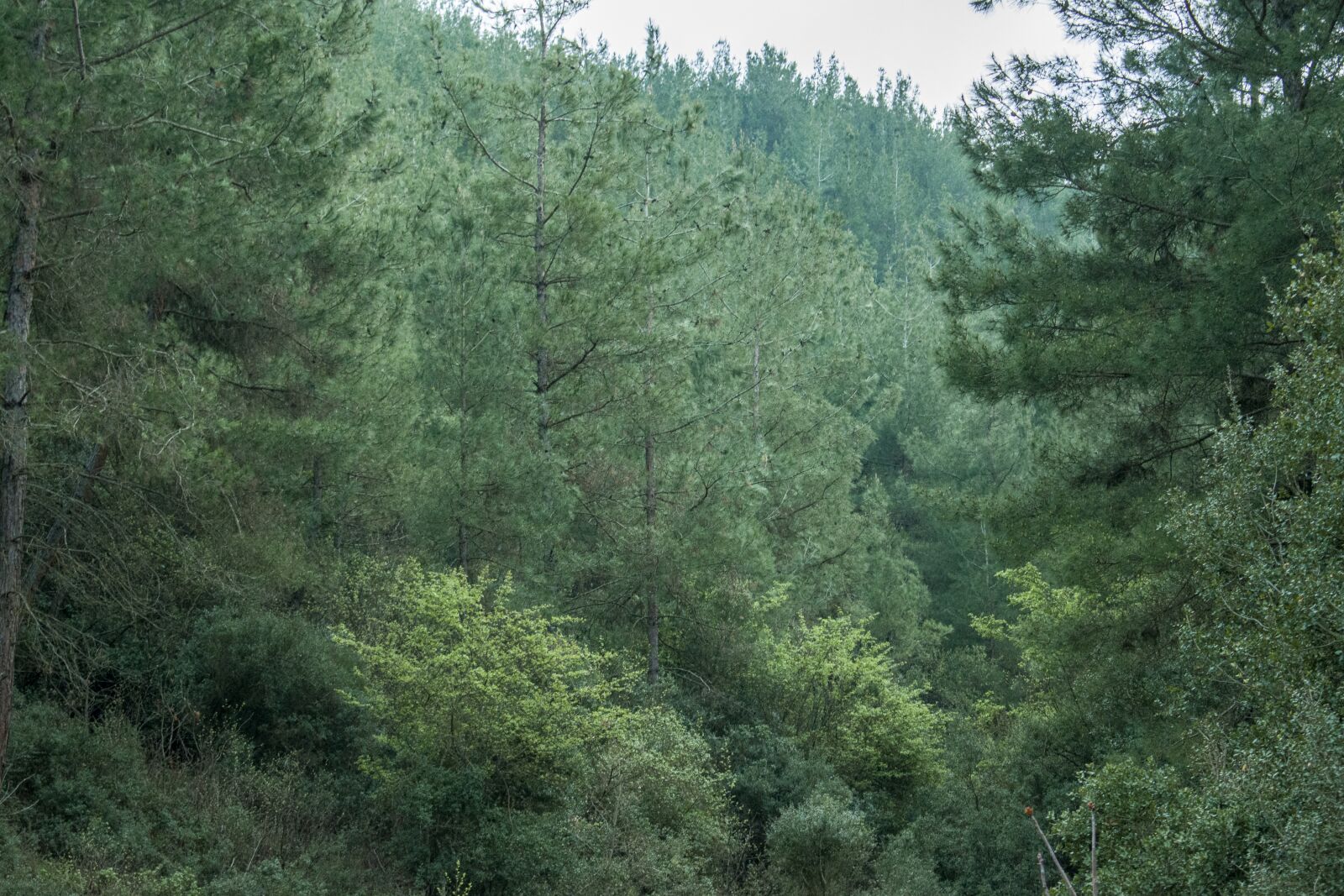 Nikon D3300 sample photo. Forest, green, pine tree photography