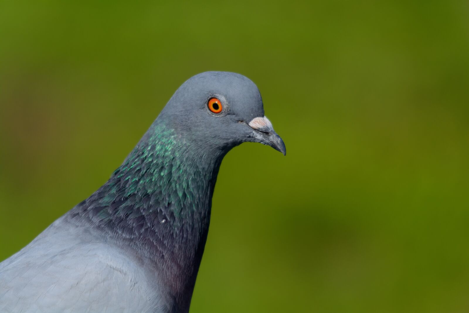 Nikon D5200 sample photo. Dove, bird, pigeon photography