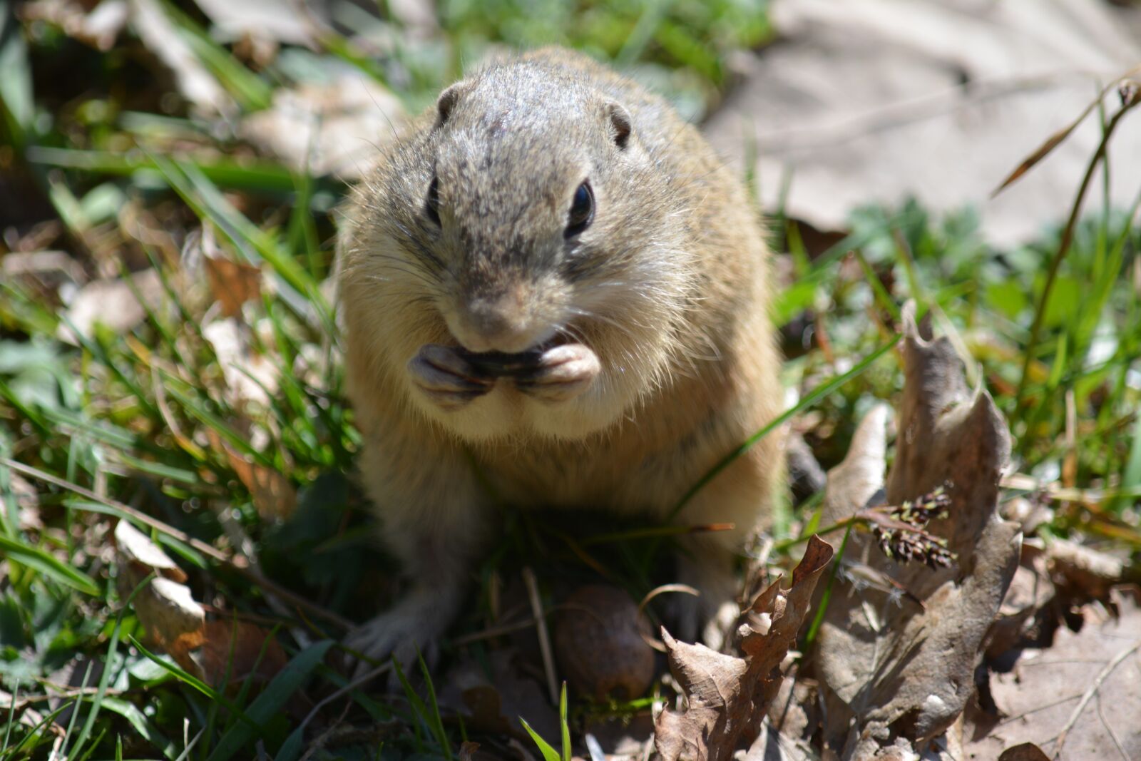 Nikon D5200 sample photo. Nature, animal world, cute photography