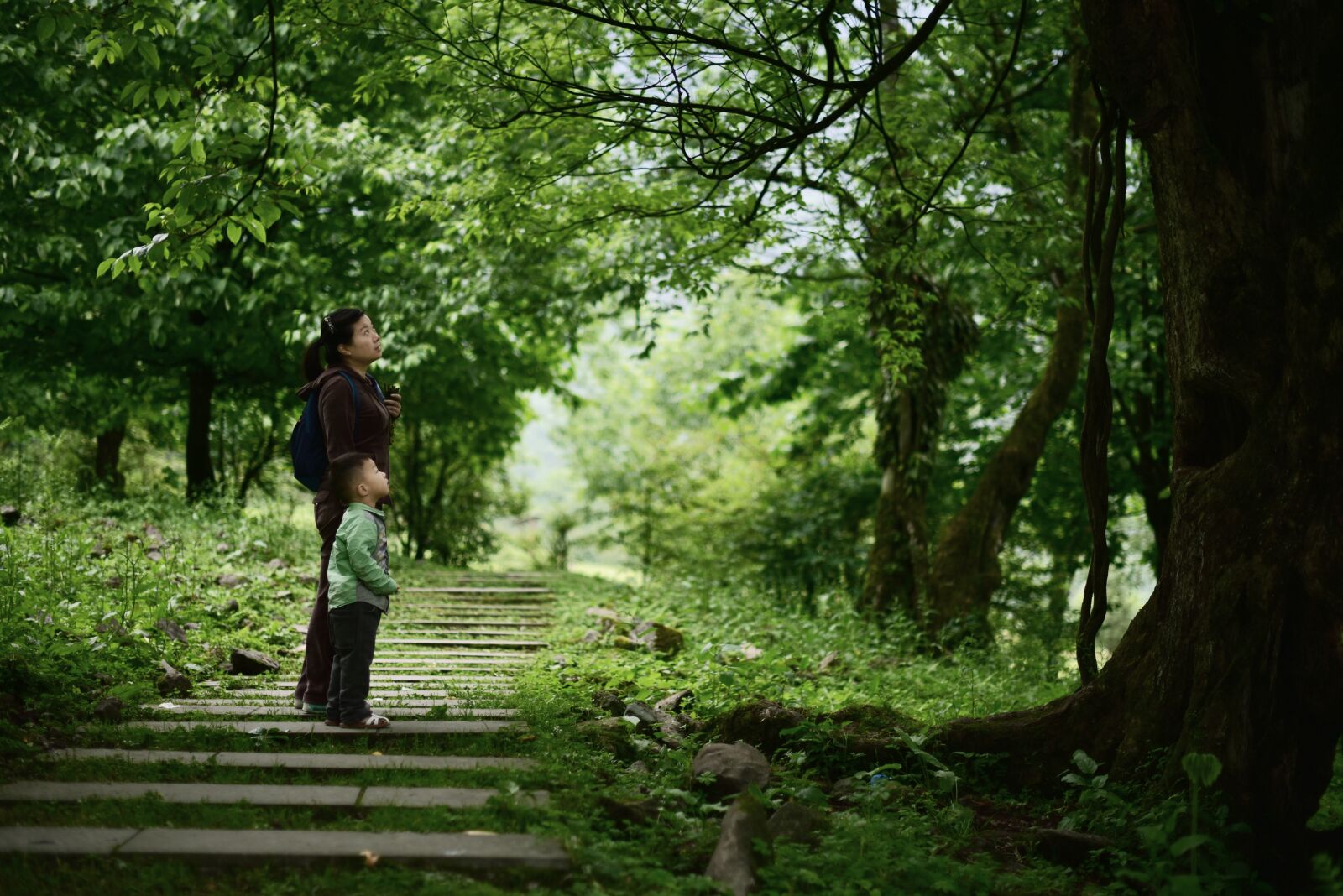 Nikon D750 sample photo. Paternity, forest, company photography
