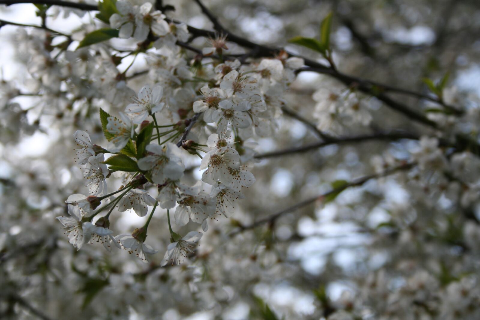Canon EOS 350D (EOS Digital Rebel XT / EOS Kiss Digital N) sample photo. Spring, flowers, tree photography