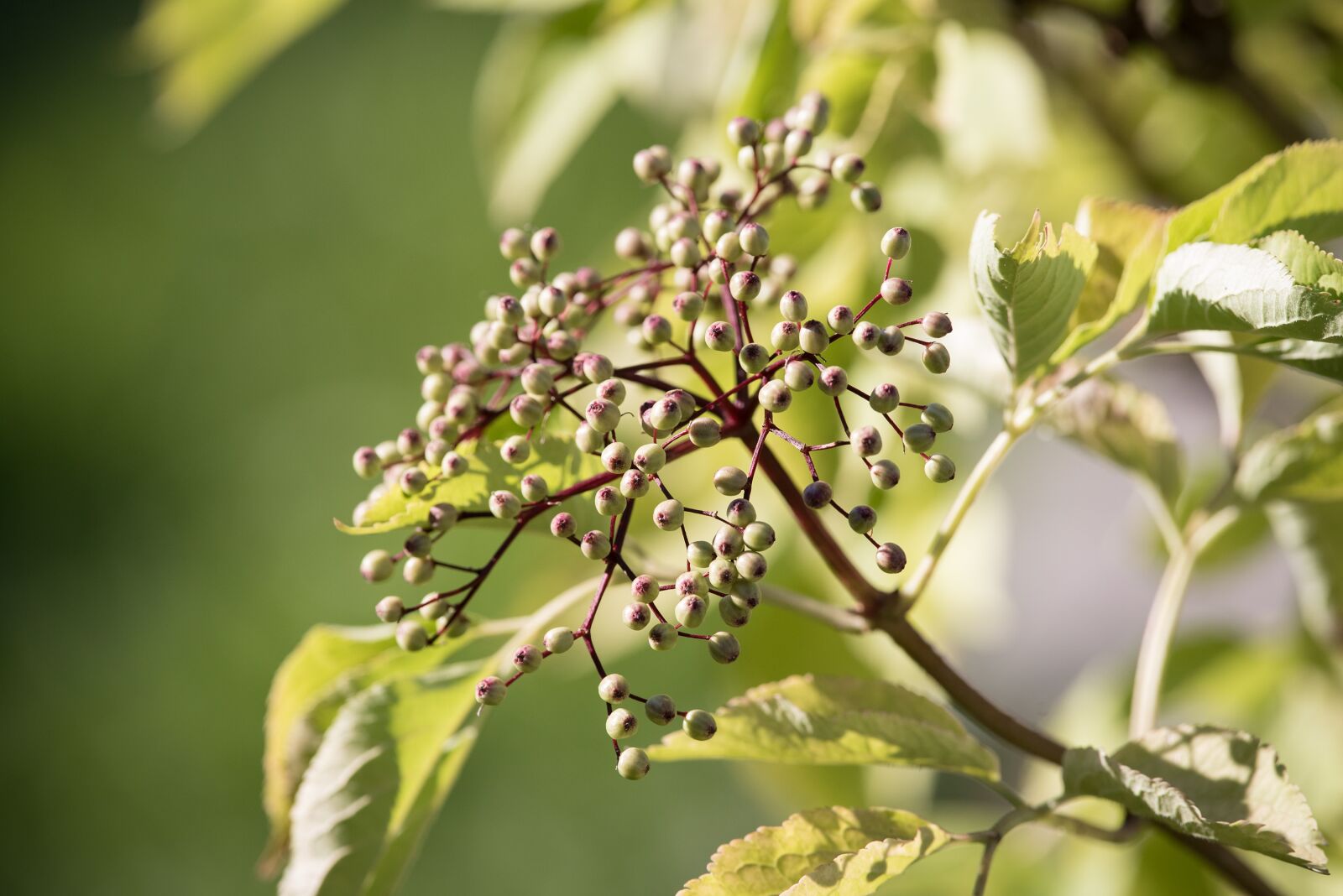 Nikon D750 sample photo. Elder, fruits, berries photography