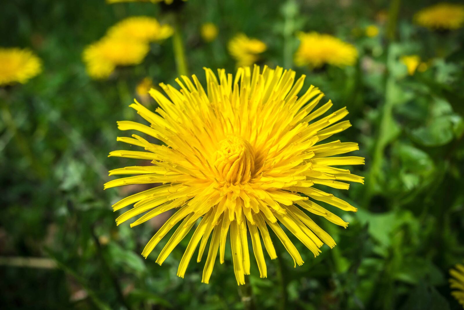 Nikon D3300 sample photo. Grass, dandelion, summer, nature photography