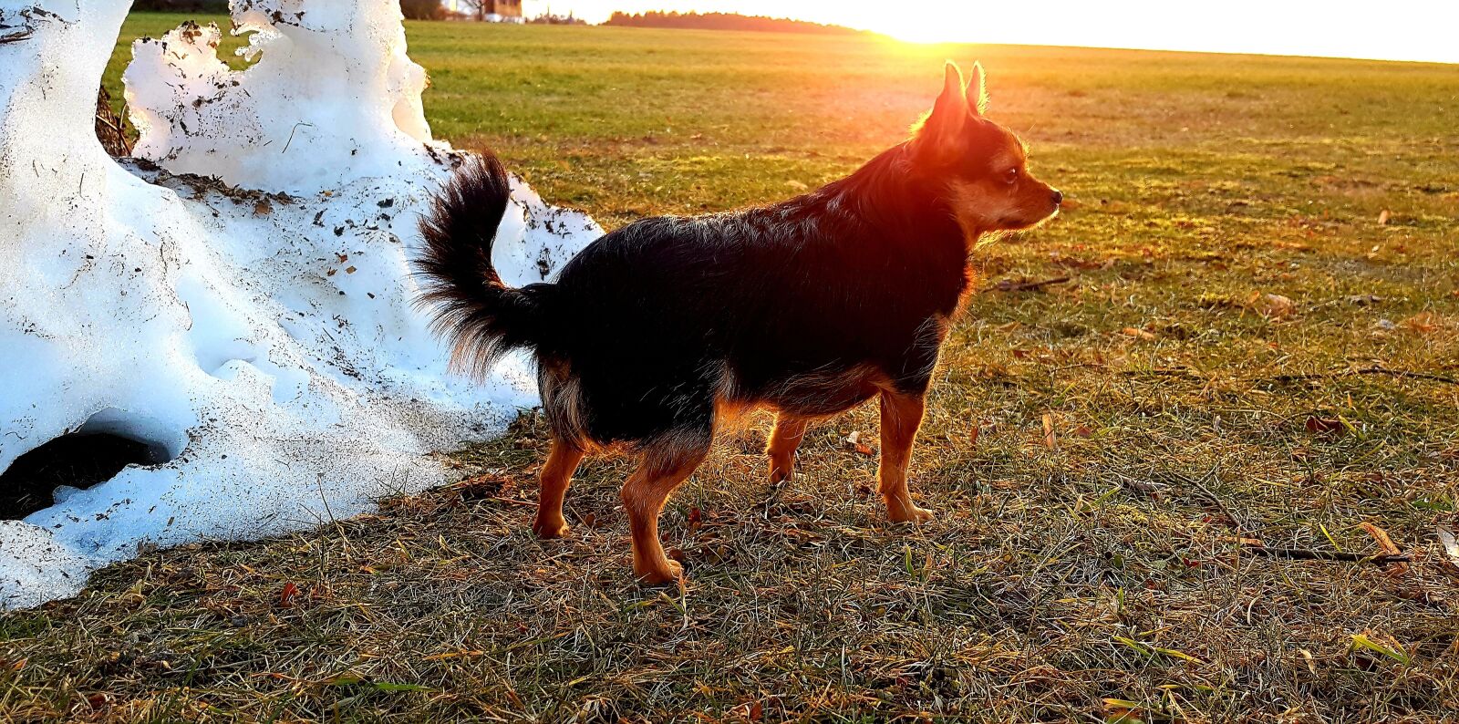 Samsung Galaxy S7 Edge sample photo. Dog, snow mountain, abendstimmung photography