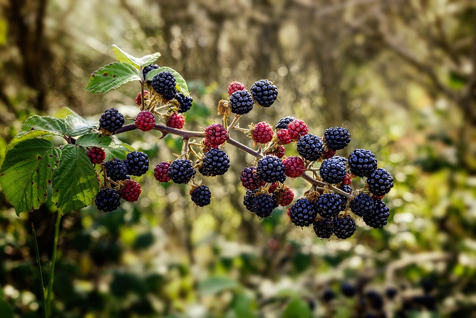 Nikon D800 sample photo. Bramble, blackberry, shrub photography