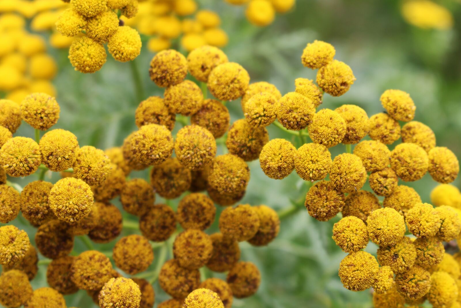 Canon EOS 700D (EOS Rebel T5i / EOS Kiss X7i) sample photo. Tansy, fern, flower photography
