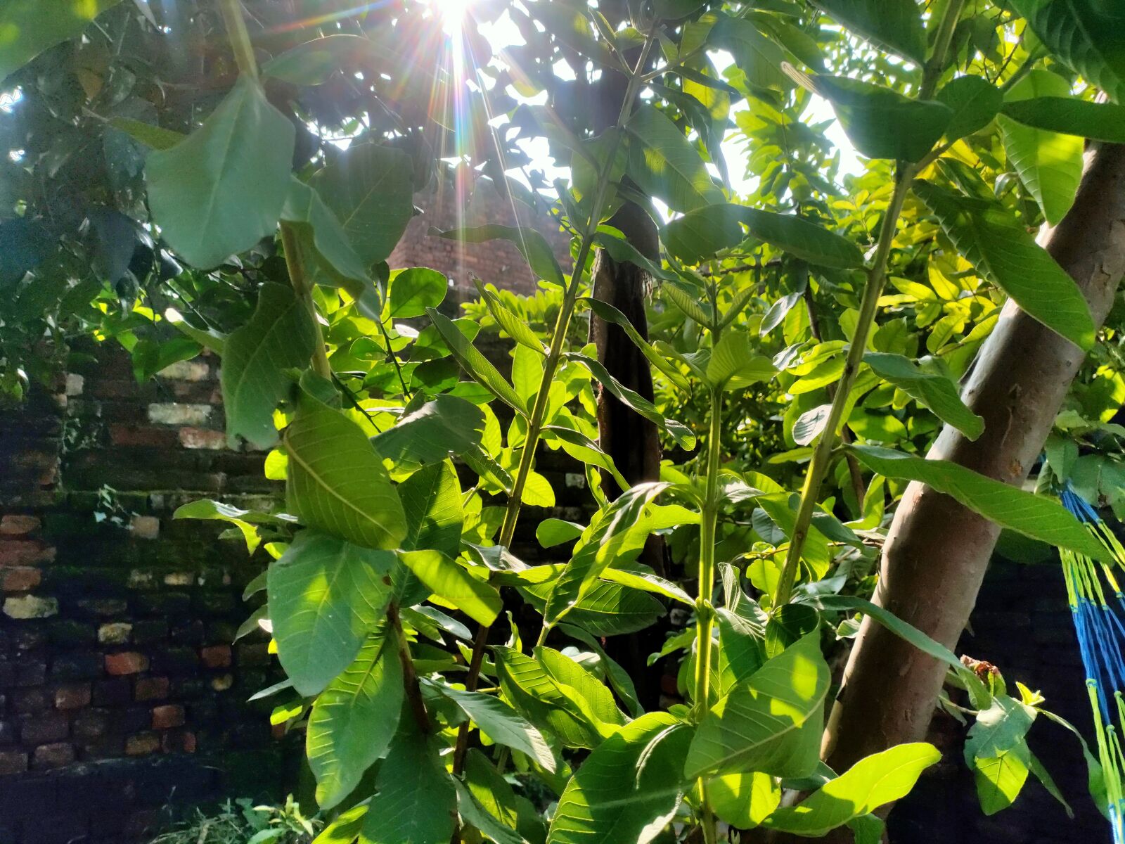 Realme 5 PRO sample photo. Nature, plant, close photography