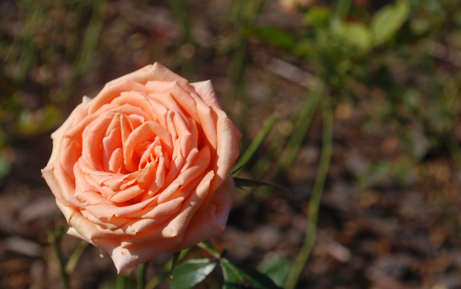 Nikon D60 sample photo. Rose, flowers, flower photography