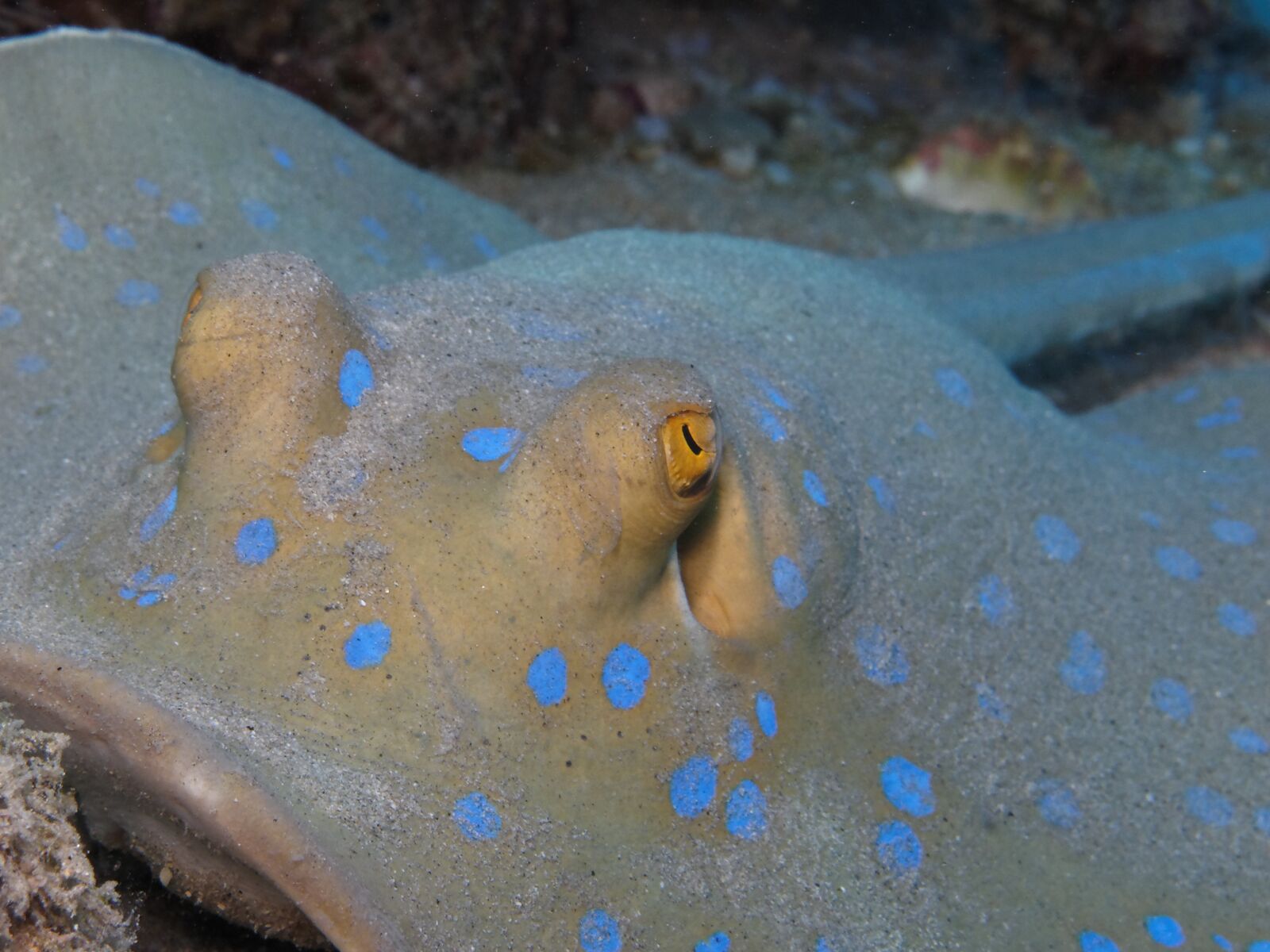 Canon PowerShot G12 sample photo. Rays, blue spotted stingrays photography