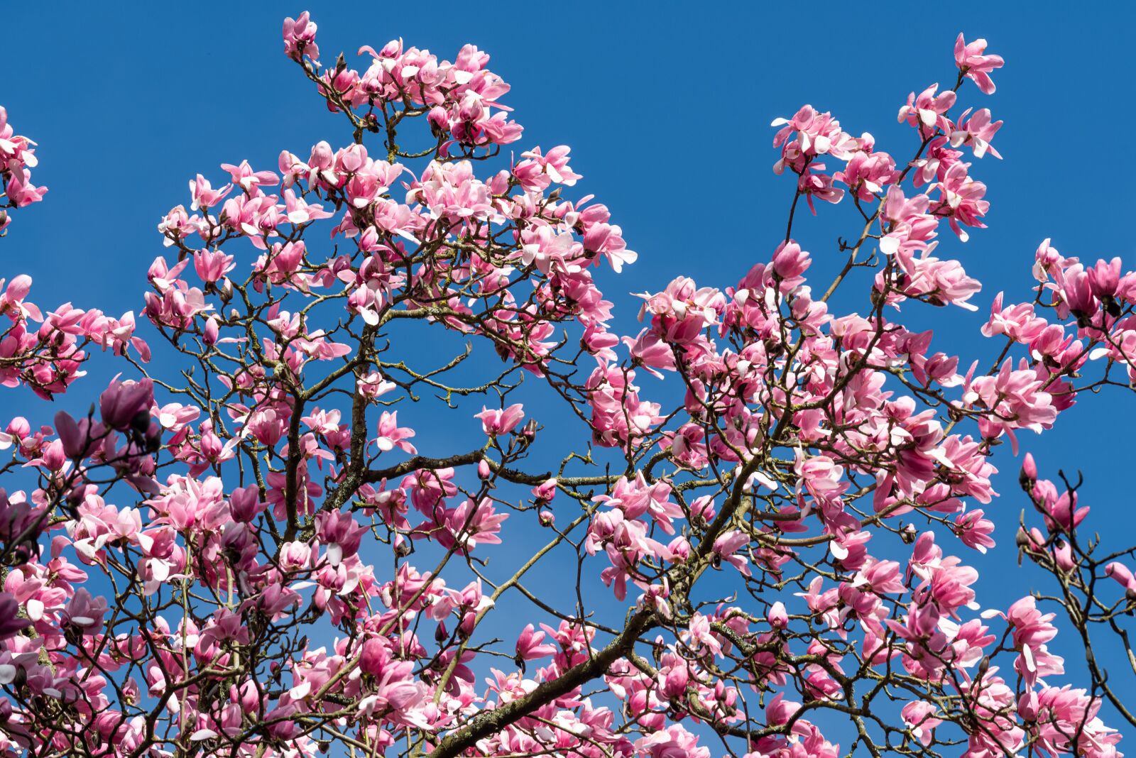 Nikon D810 sample photo. Magnolia, spring, tree photography