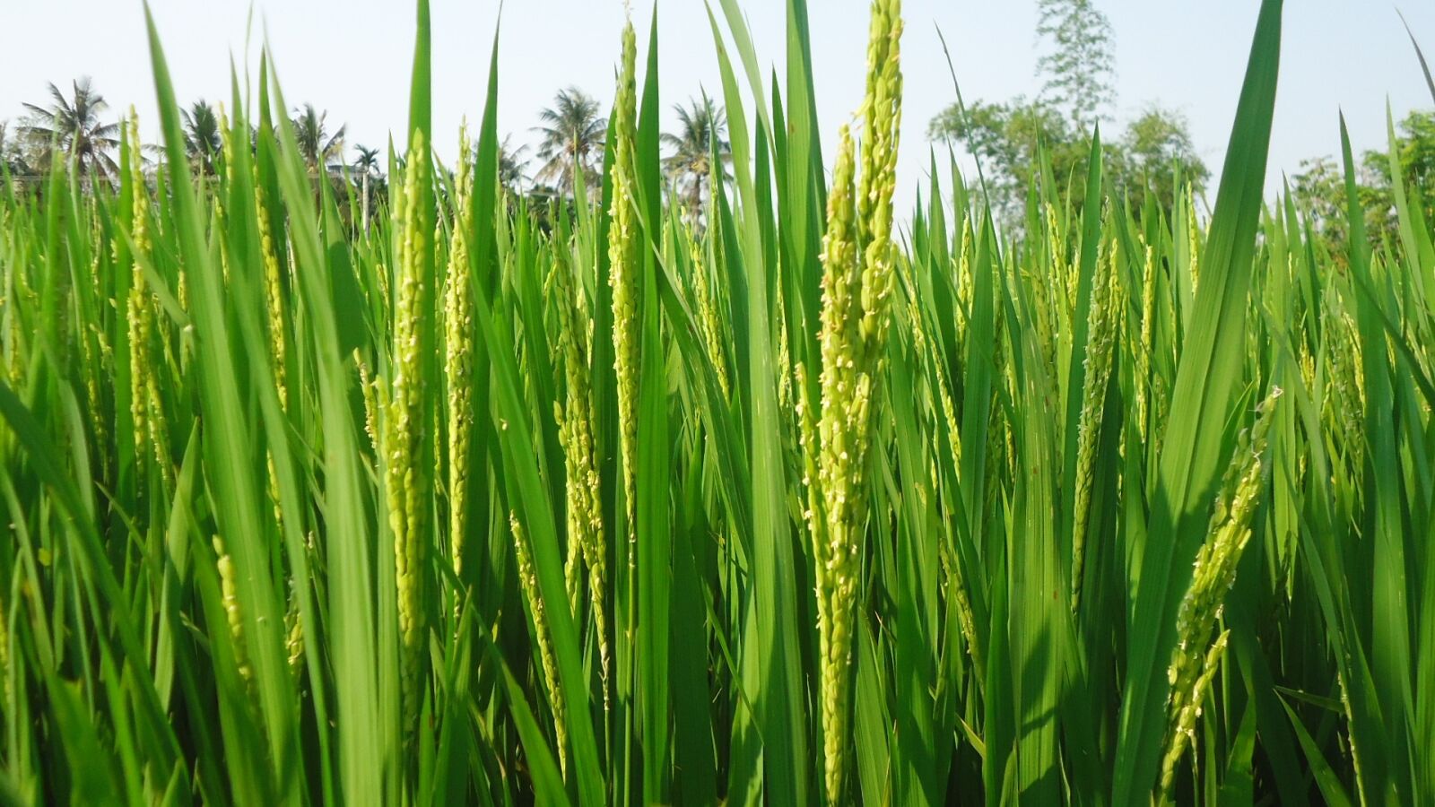 Sony Cyber-shot DSC-W530 sample photo. Rice clean, rice, silk photography
