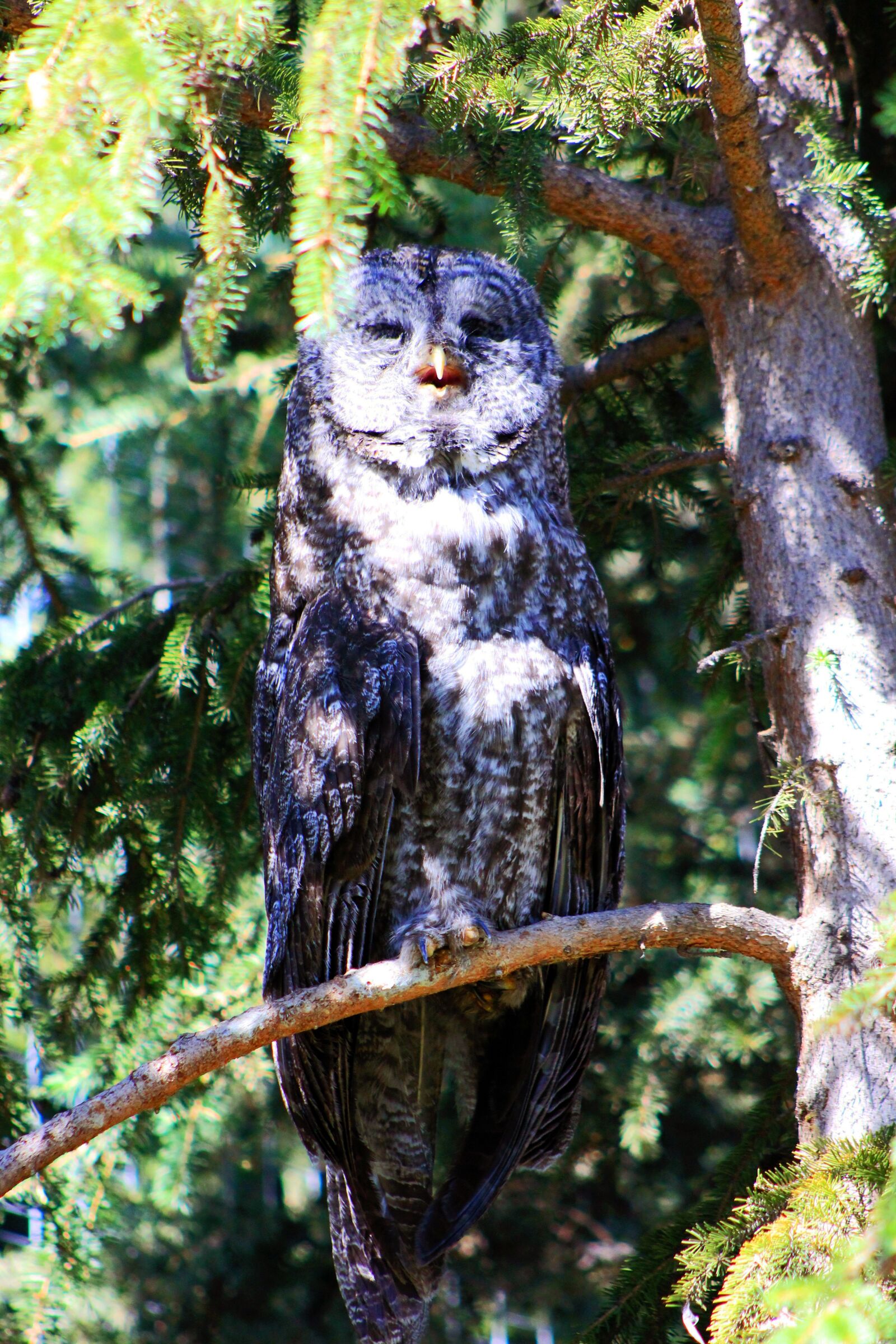 Canon EOS 550D (EOS Rebel T2i / EOS Kiss X4) sample photo. Owl, nature, animal photography