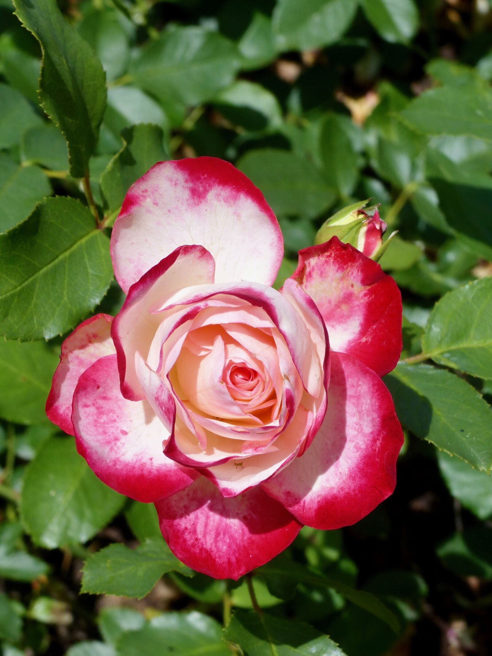 Panasonic Lumix DMC-FZ200 sample photo. Rose, flower, nature photography