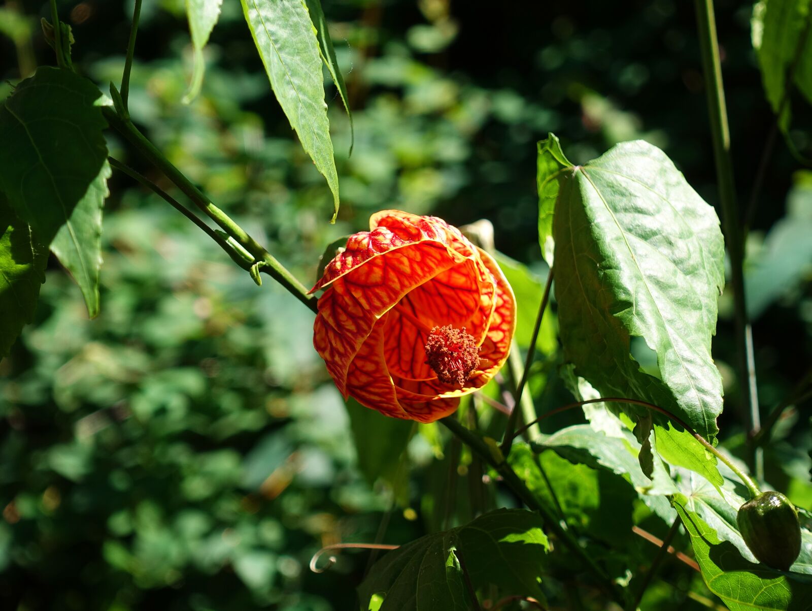 Sony DSC-RX100M5 sample photo. Indian mallow, abutilon, mallow photography