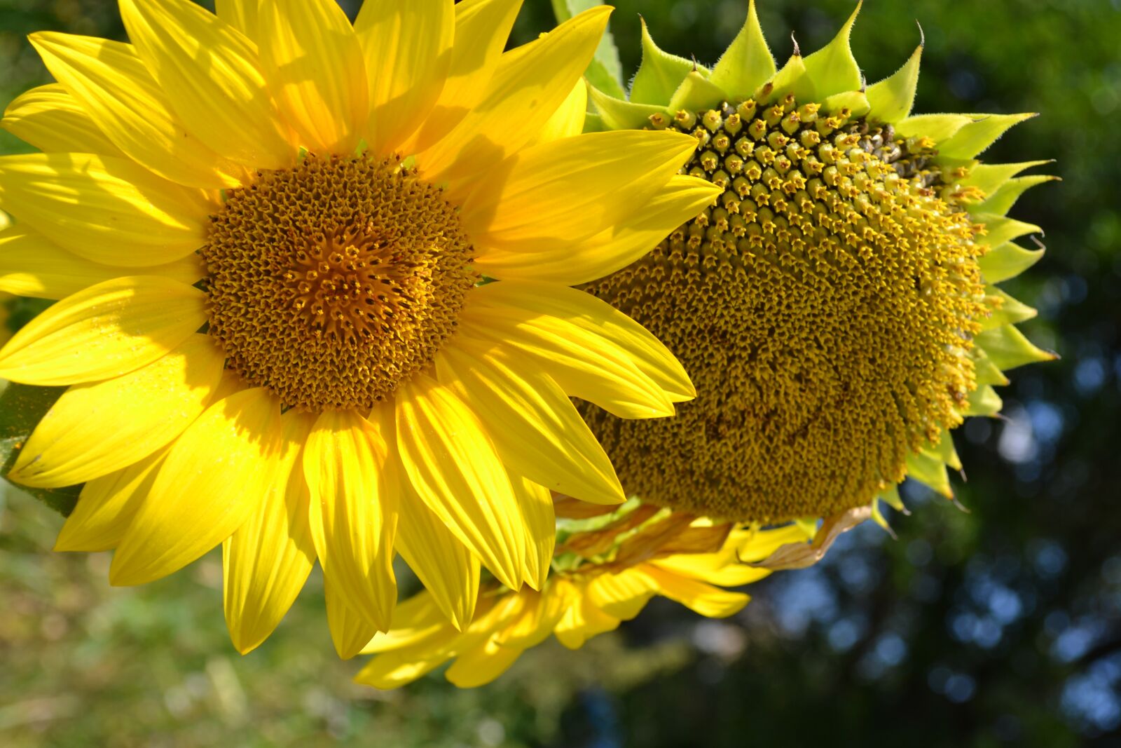 Nikon D3100 sample photo. Sun, sunflowers, flowers photography