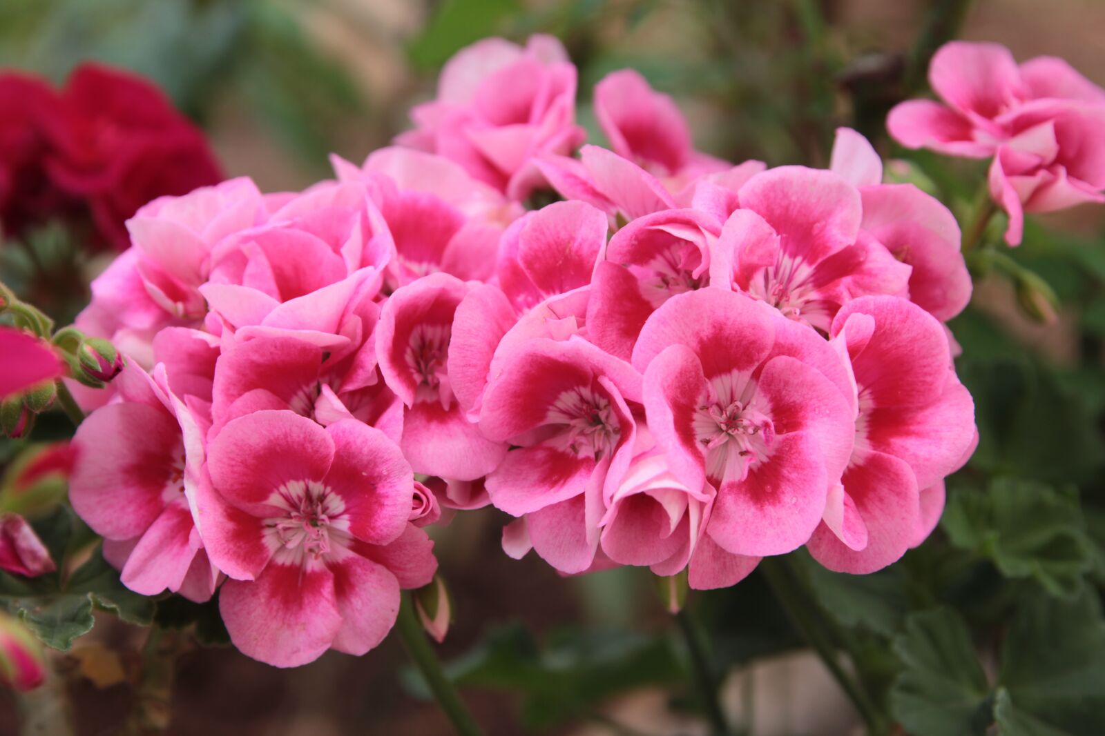 Canon EOS 550D (EOS Rebel T2i / EOS Kiss X4) sample photo. Geranium, plant, flower photography