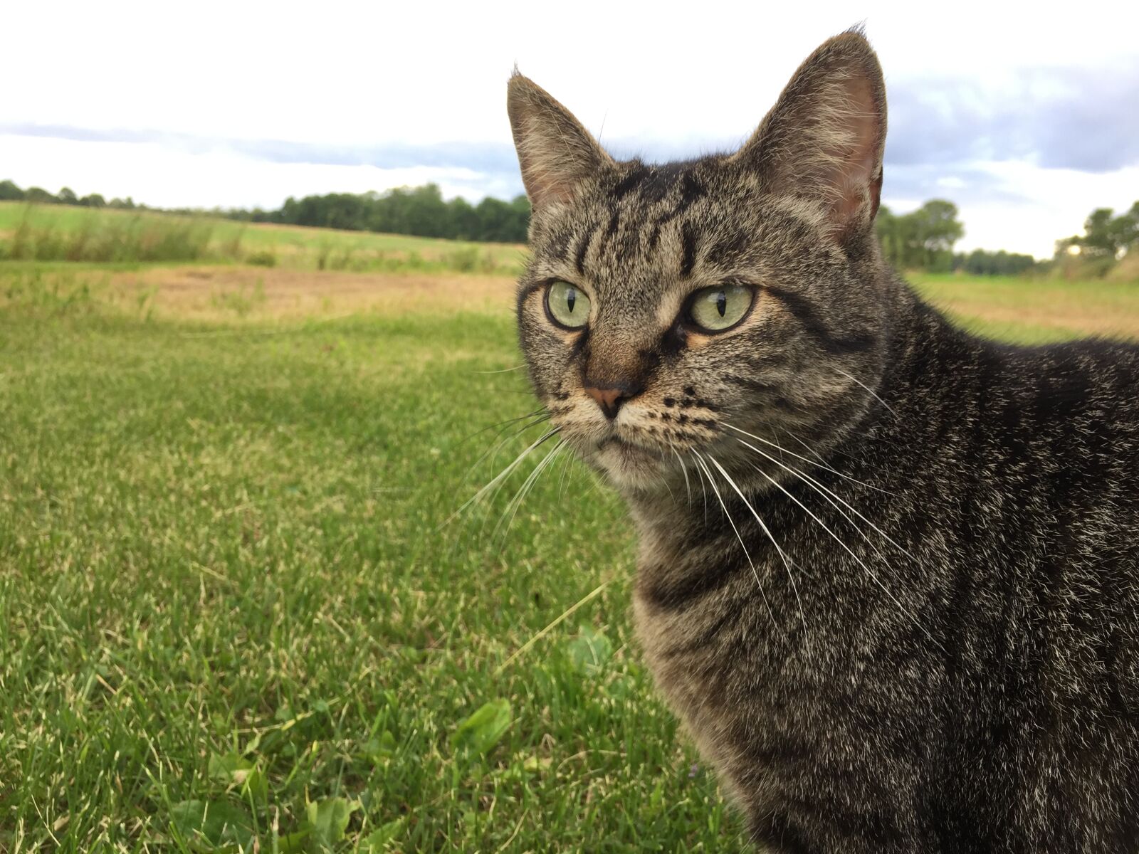iPhone 6 back camera 4.15mm f/2.2 sample photo. Cat photography