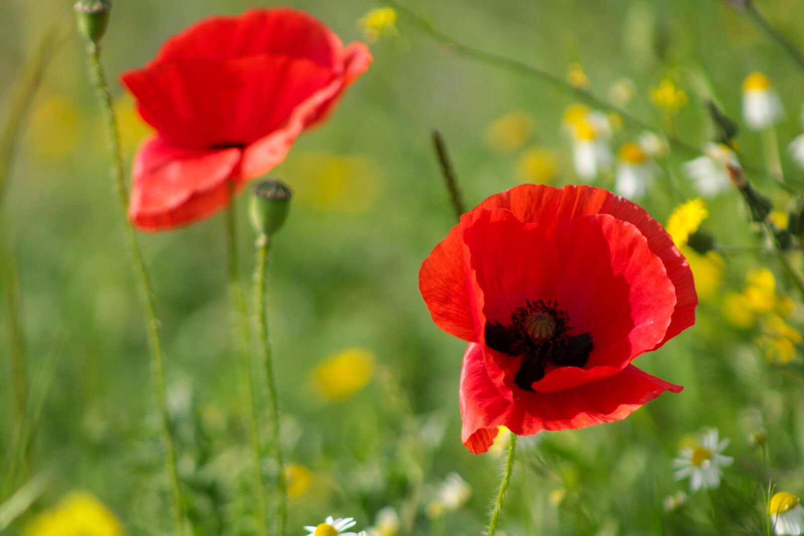 Canon EOS 2000D (EOS Rebel T7 / EOS Kiss X90 / EOS 1500D) sample photo. Red, red poppy, poppy photography