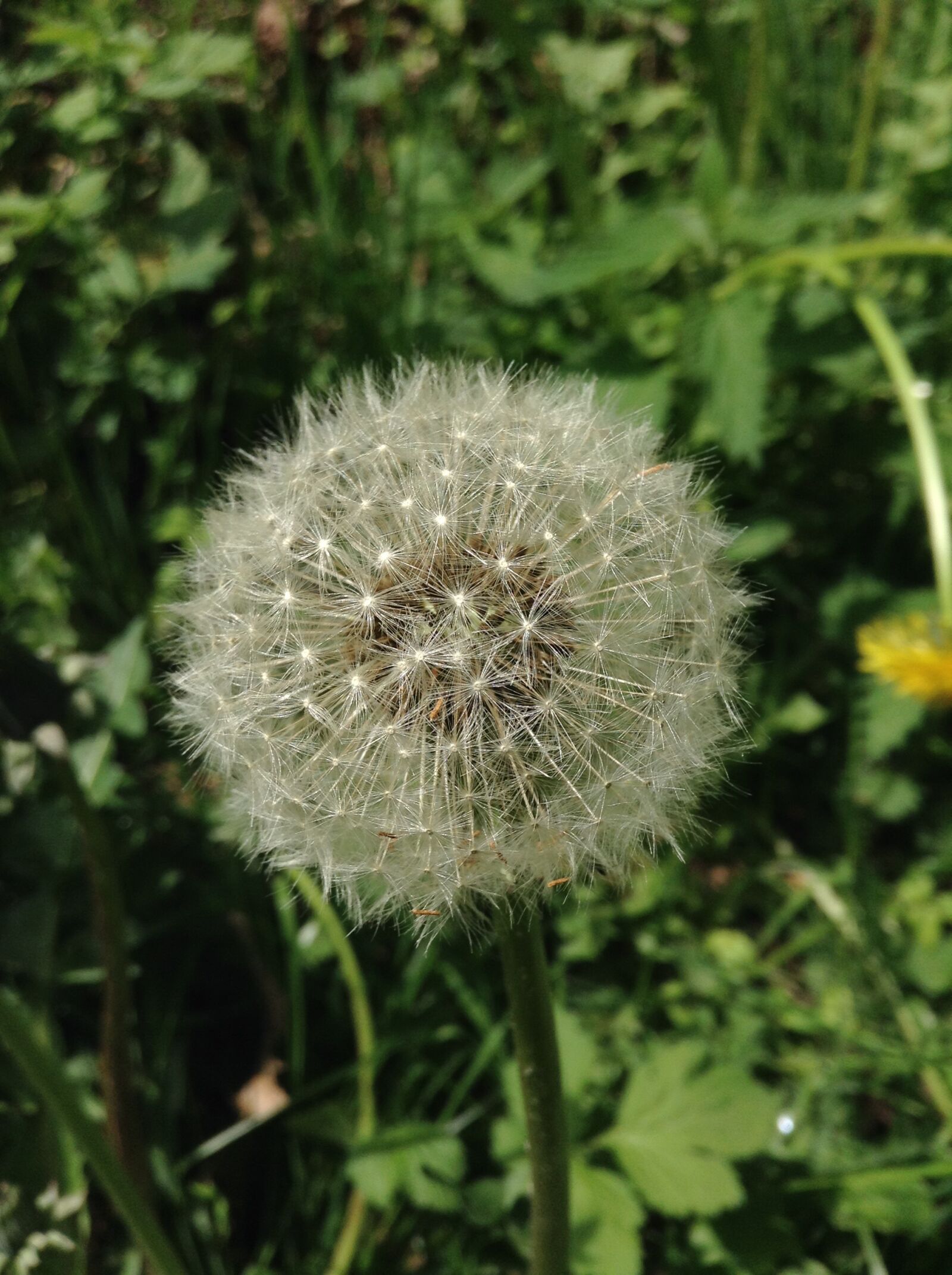 Apple iPod touch sample photo. Plant, flower, nature photography