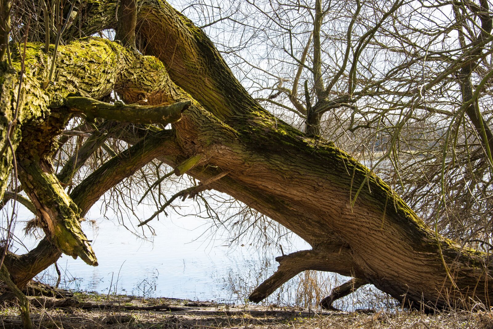 Nikon D7200 sample photo. Elbe, elbufer, river photography