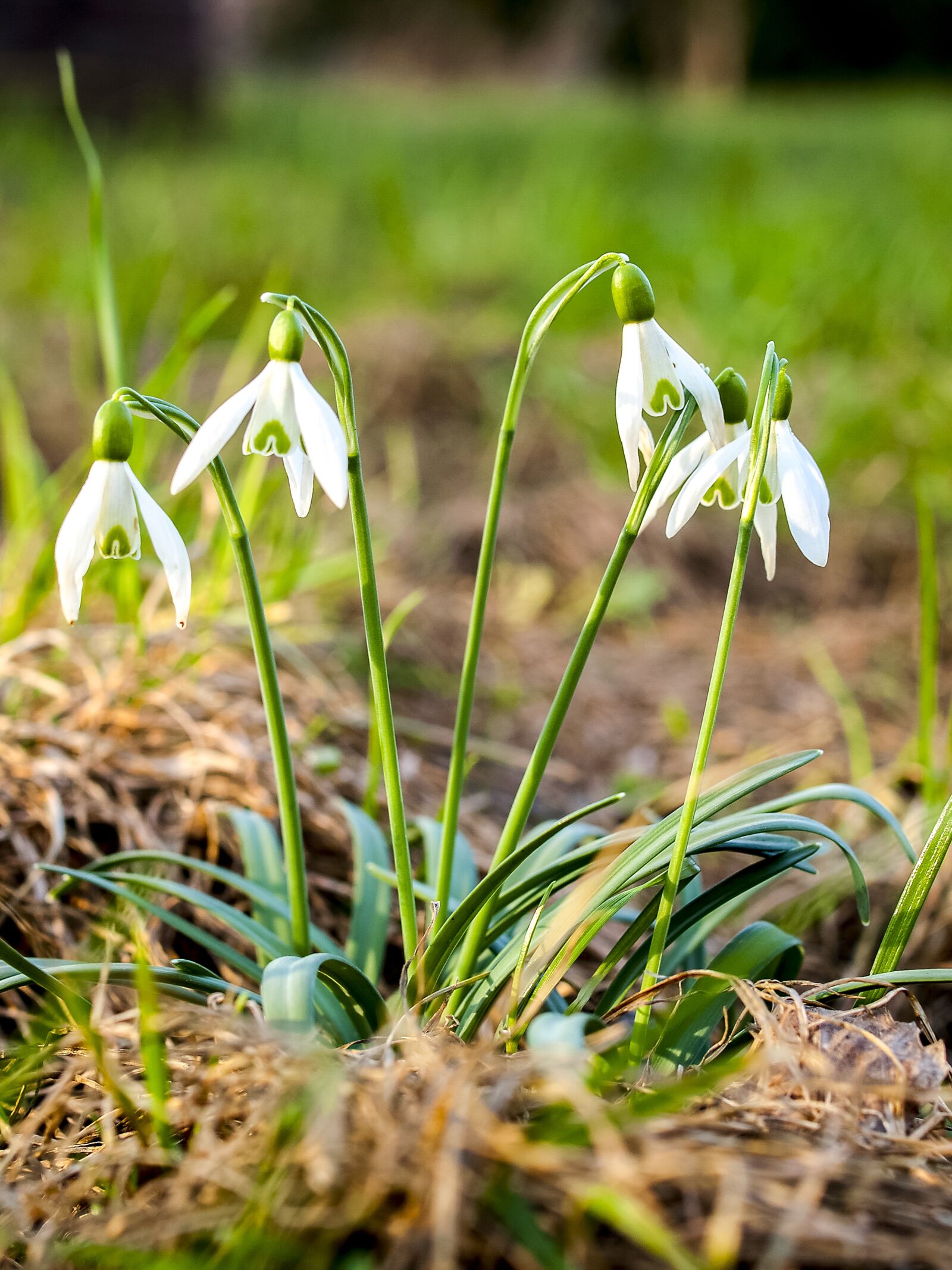 Olympus E-520 (EVOLT E-520) + OLYMPUS 35mm Lens sample photo. Snowdrop, flower, blossom photography