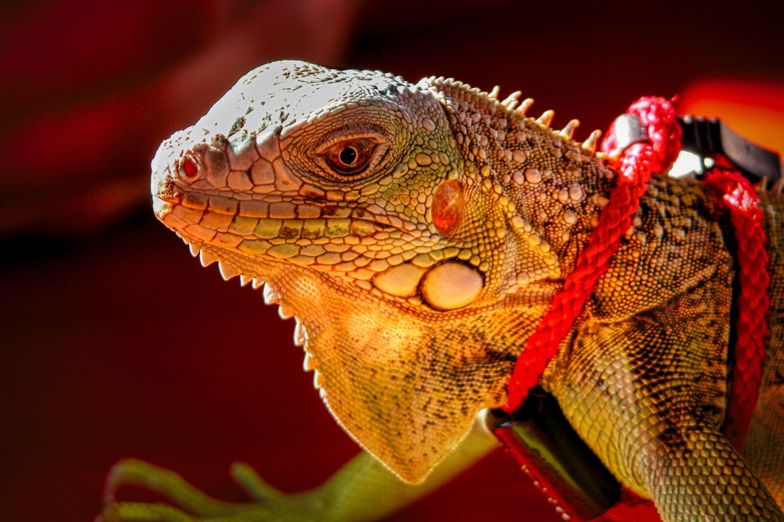 Nikon E5700 sample photo. Lizard, reptile, animal photography
