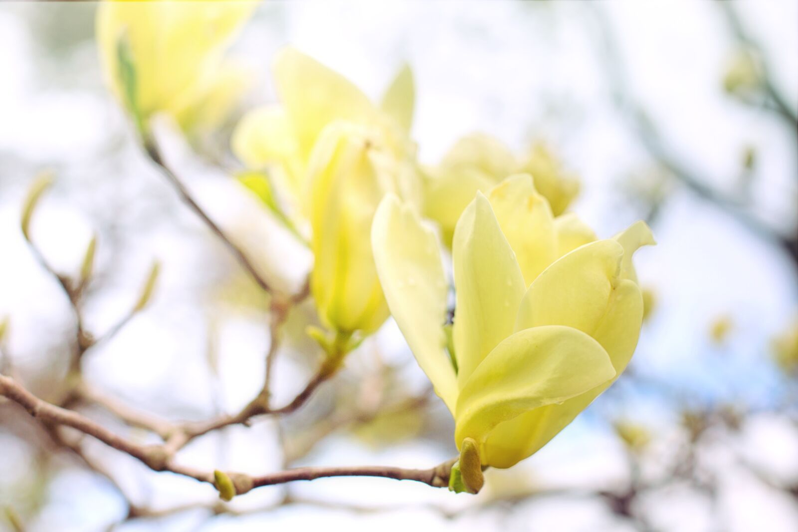 Canon EF 50mm F1.4 USM sample photo. Magnolia, tree, flowers photography