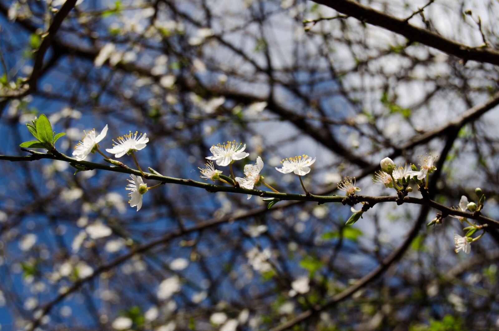 Nikon D5100 sample photo. Sprig, spring, flower photography