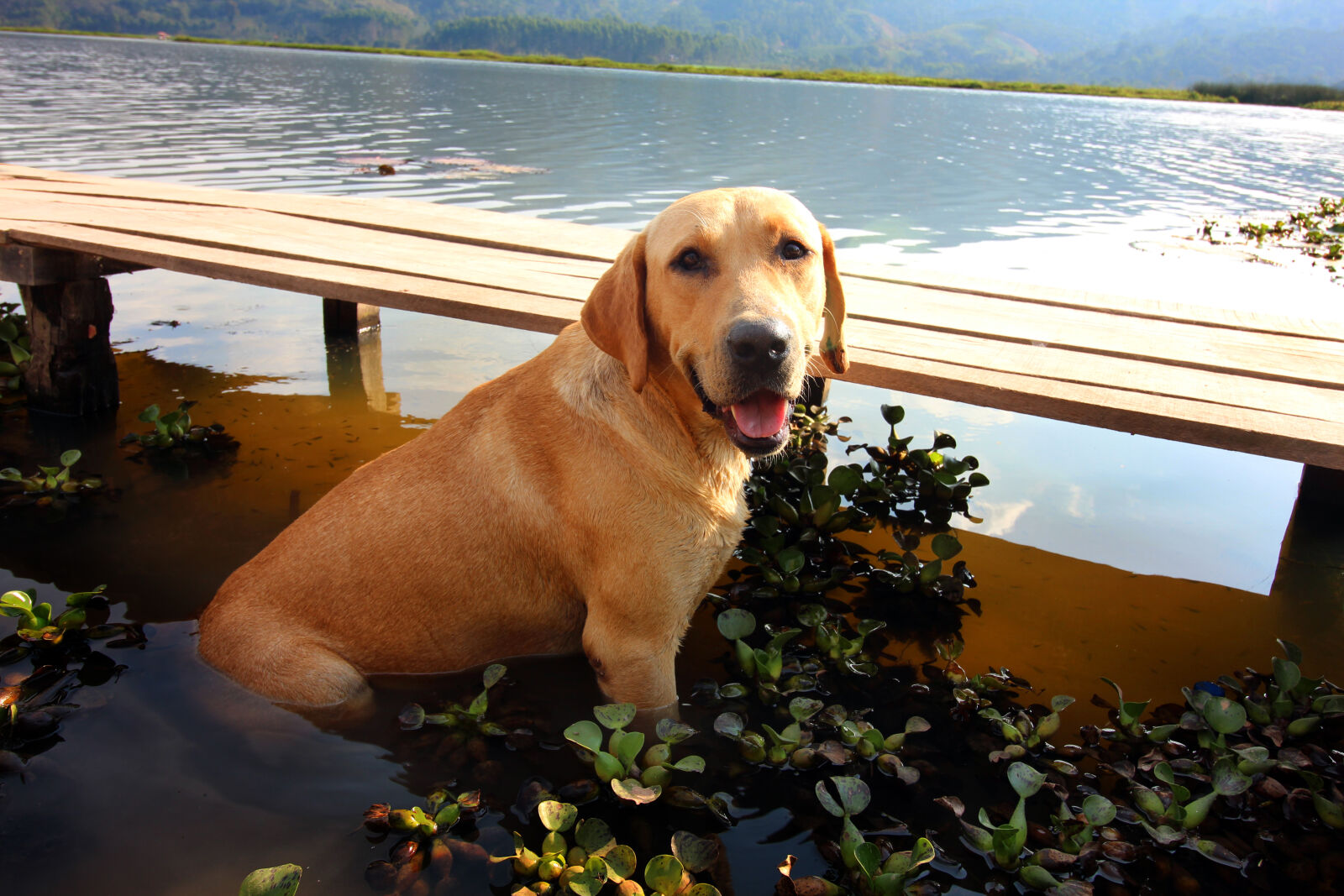 Canon EOS 1200D (EOS Rebel T5 / EOS Kiss X70 / EOS Hi) sample photo. Dog, domestic, animal, lagoon photography
