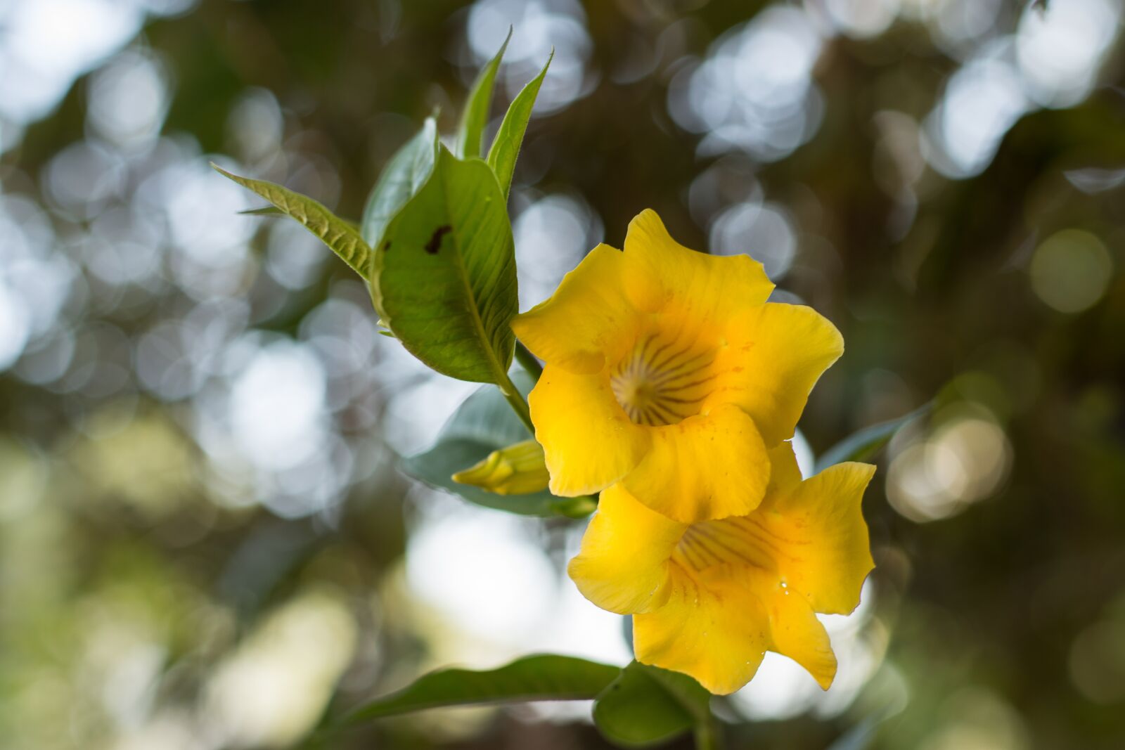 Nikon D7200 sample photo. Flower, yellow, yellow flower photography