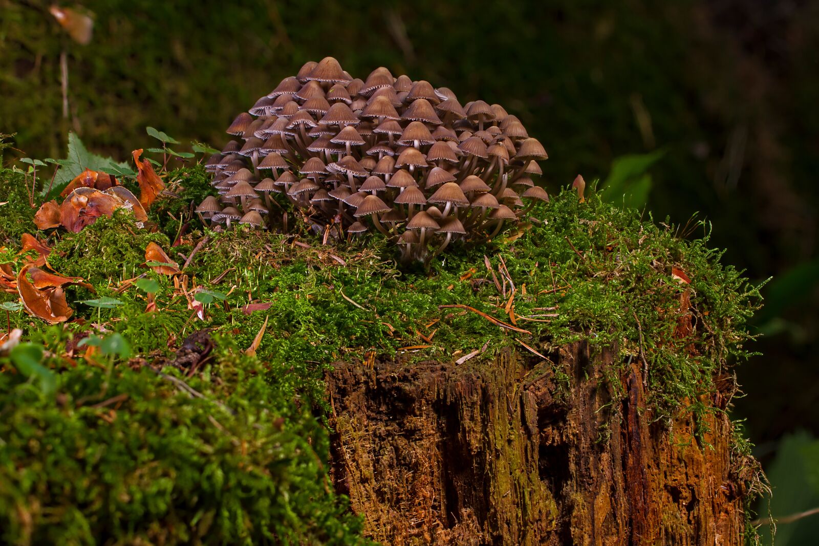 Tamron SP AF 60mm F2 Di II LD IF Macro sample photo. Mushroom, mushrooms, sponge photography