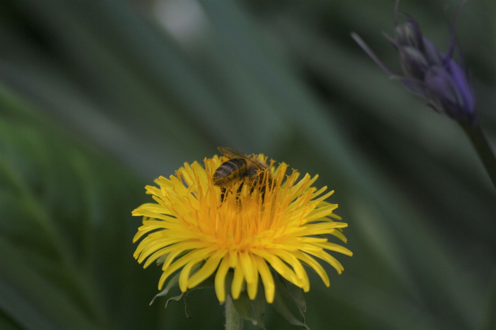 Canon EOS 1000D (EOS Digital Rebel XS / EOS Kiss F) sample photo. Bee, pollination, nectar photography
