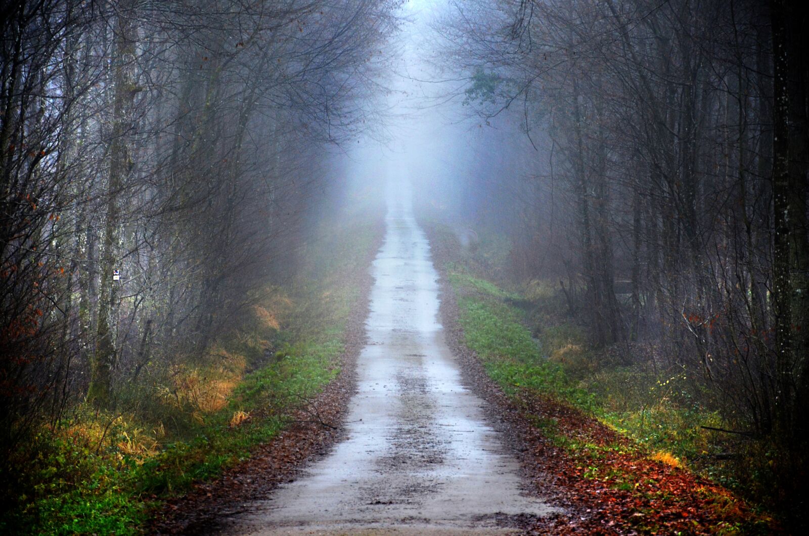 Nikon D5100 sample photo. Path, forest, fall photography