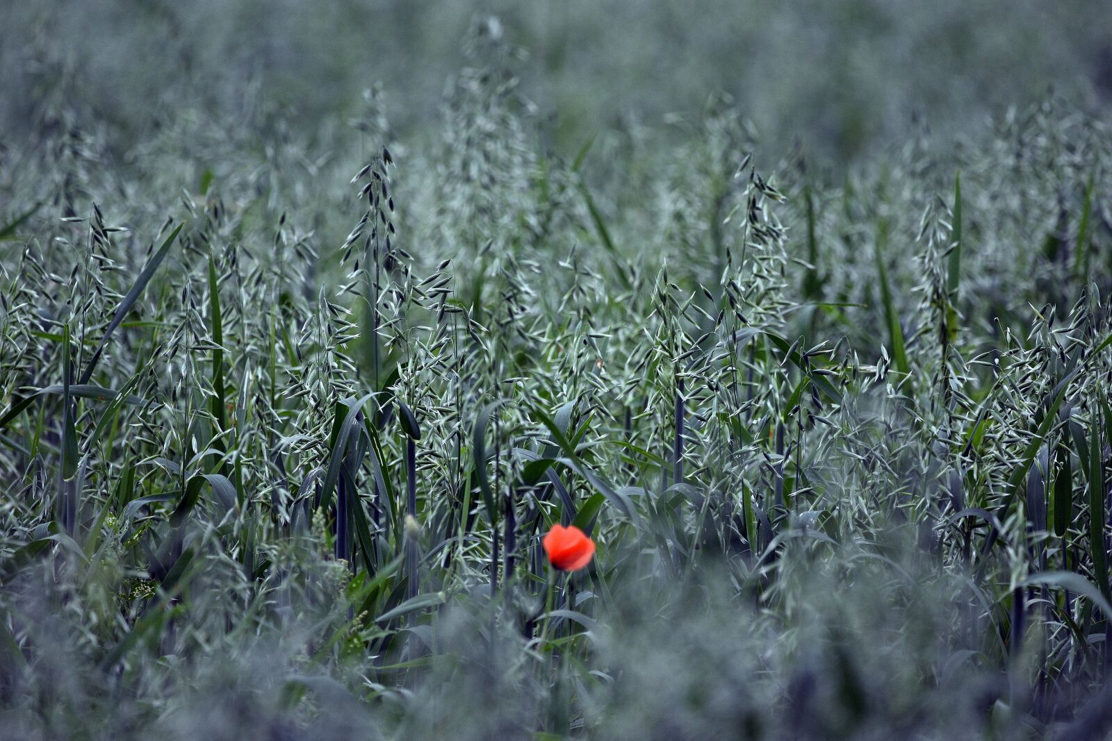 Nikon D3400 sample photo. Poppy, field, poppies photography