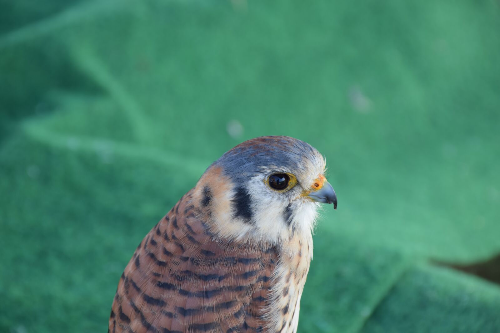 Nikon D5300 sample photo. Bird, feather, animals photography