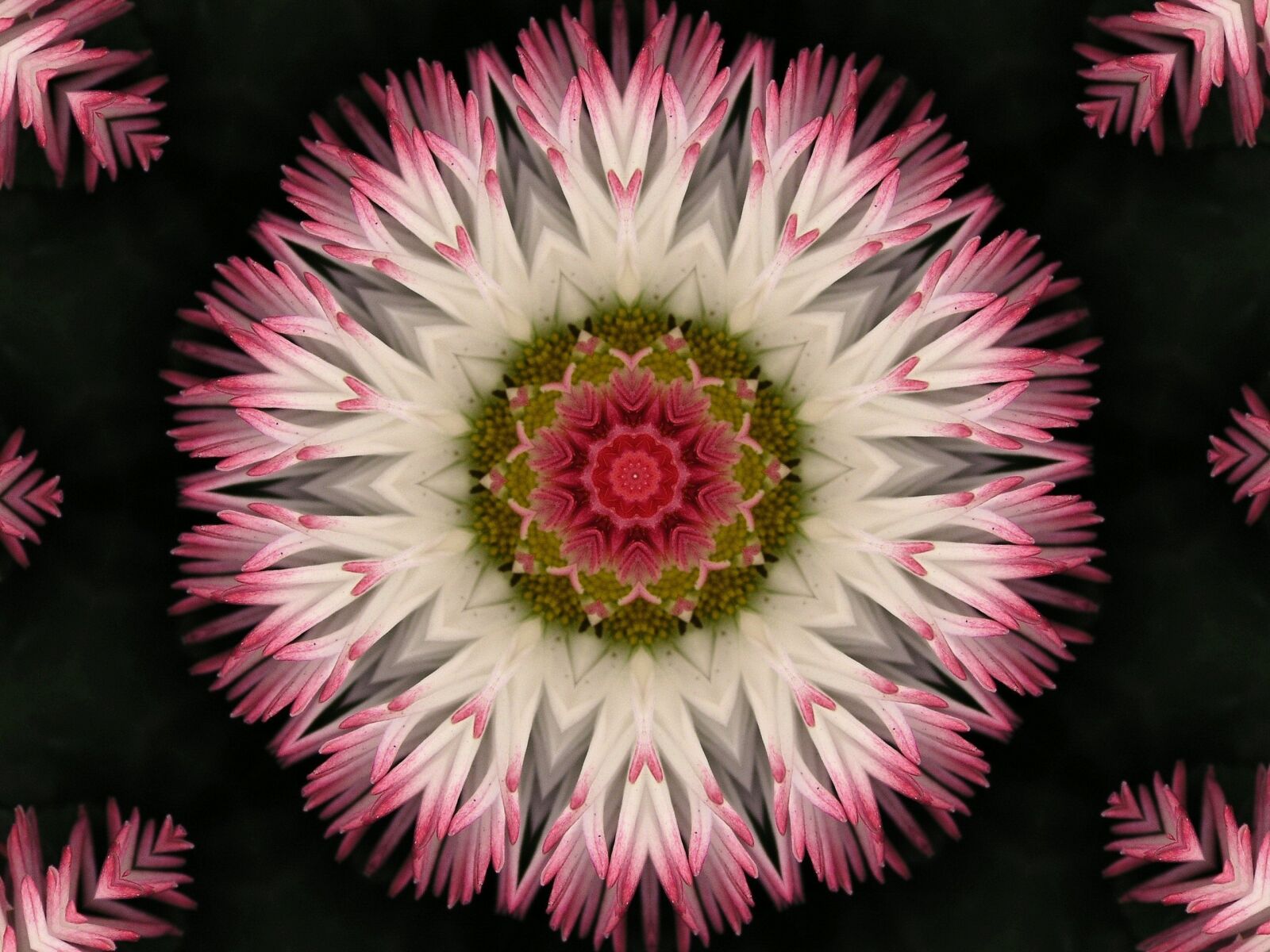 Olympus C5050Z sample photo. Flower, kelidoscope, background photography