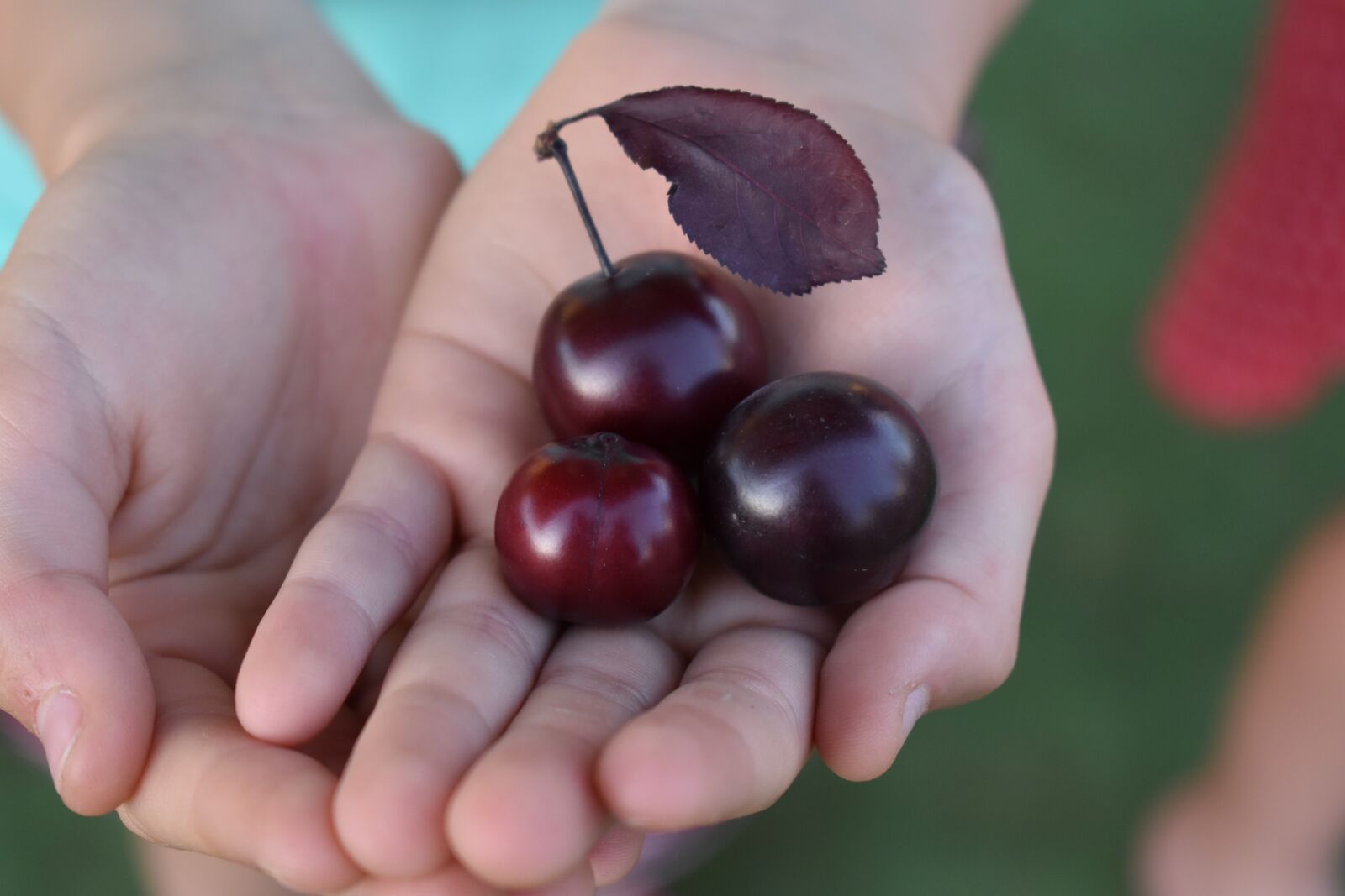 Nikon D3500 sample photo. Cherries, hands, sweet photography