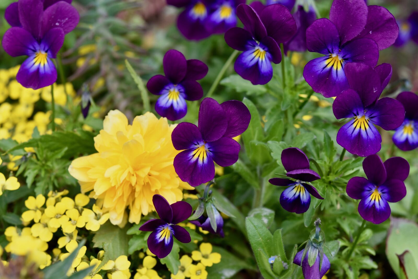 Nikon D5600 sample photo. Flowers, flower, violets photography