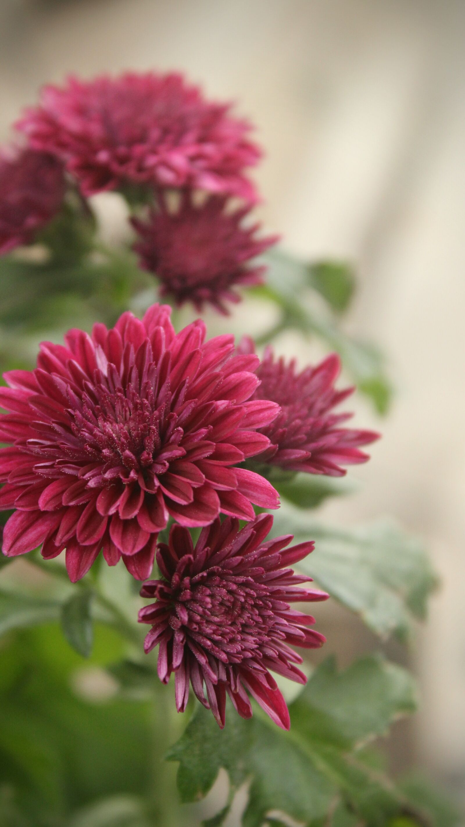 Canon EOS 1300D (EOS Rebel T6 / EOS Kiss X80) sample photo. Chrysanthemum, flowers, macro photography