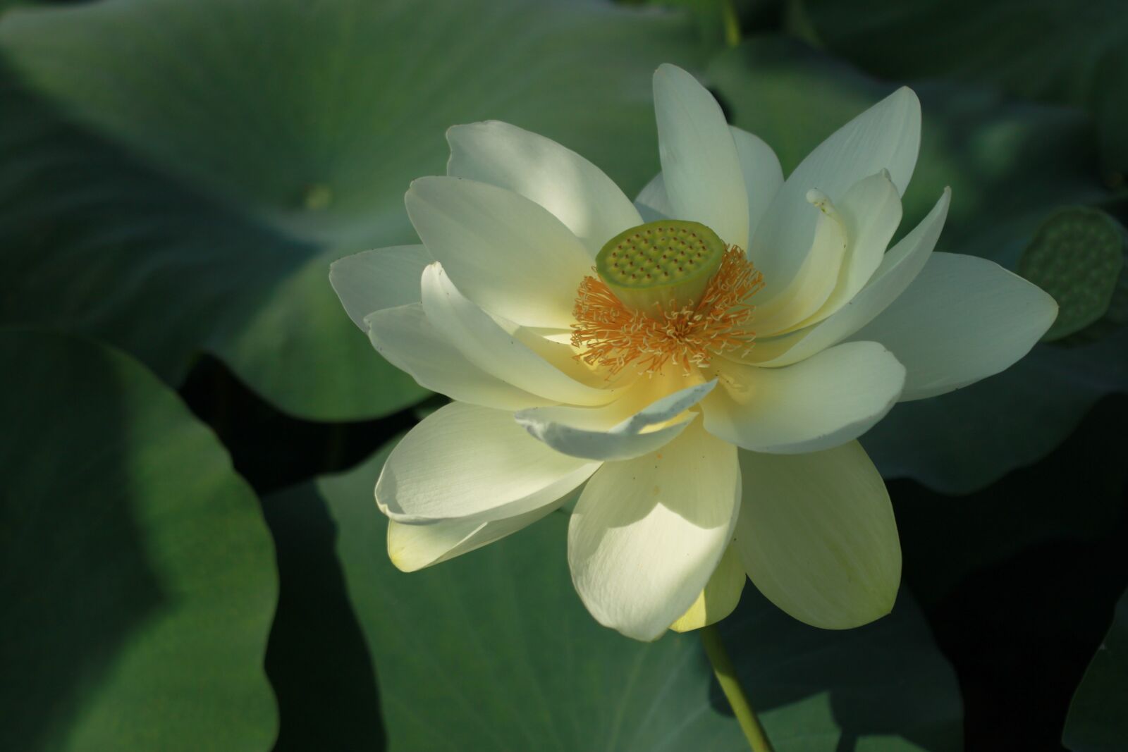 Canon EOS 500D (EOS Rebel T1i / EOS Kiss X3) sample photo. Kite, lotus, water lilies photography