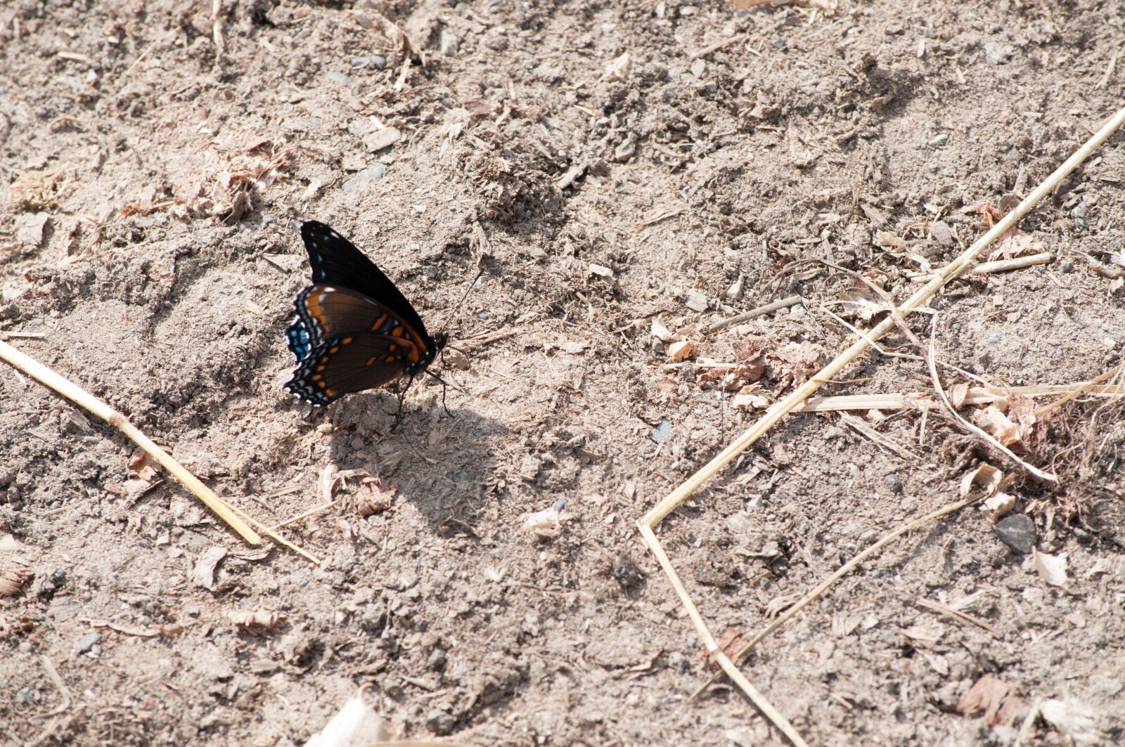 Nikon D5000 sample photo. Butterfly, nature, insect photography