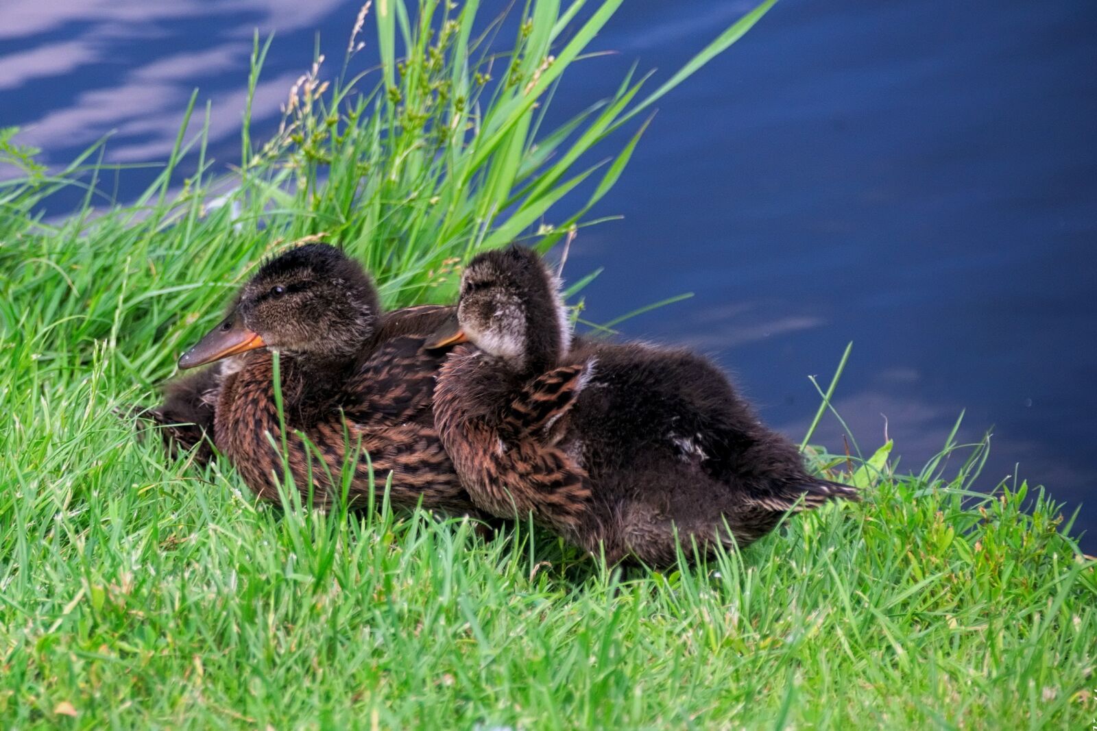 Nikon D3300 sample photo. Duck, kaczęta, bird photography