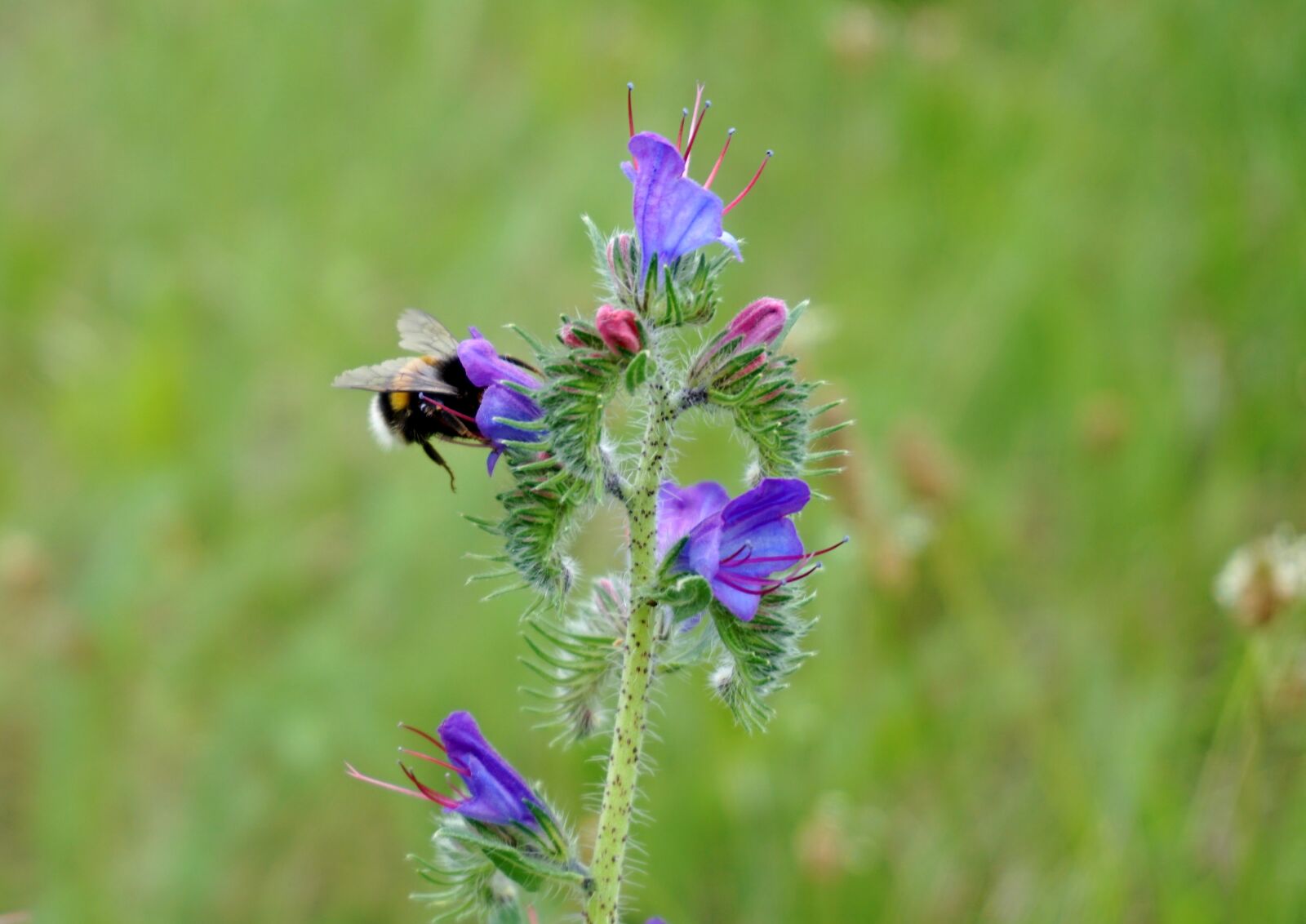Sony a6000 sample photo. Hummel, pollen, pollination photography