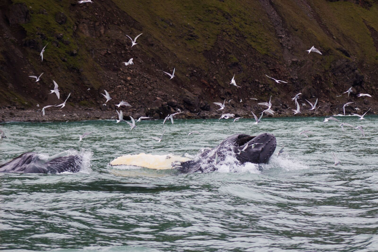 Canon EOS 100D (EOS Rebel SL1 / EOS Kiss X7) sample photo. Whale, humpback whale, ocean photography