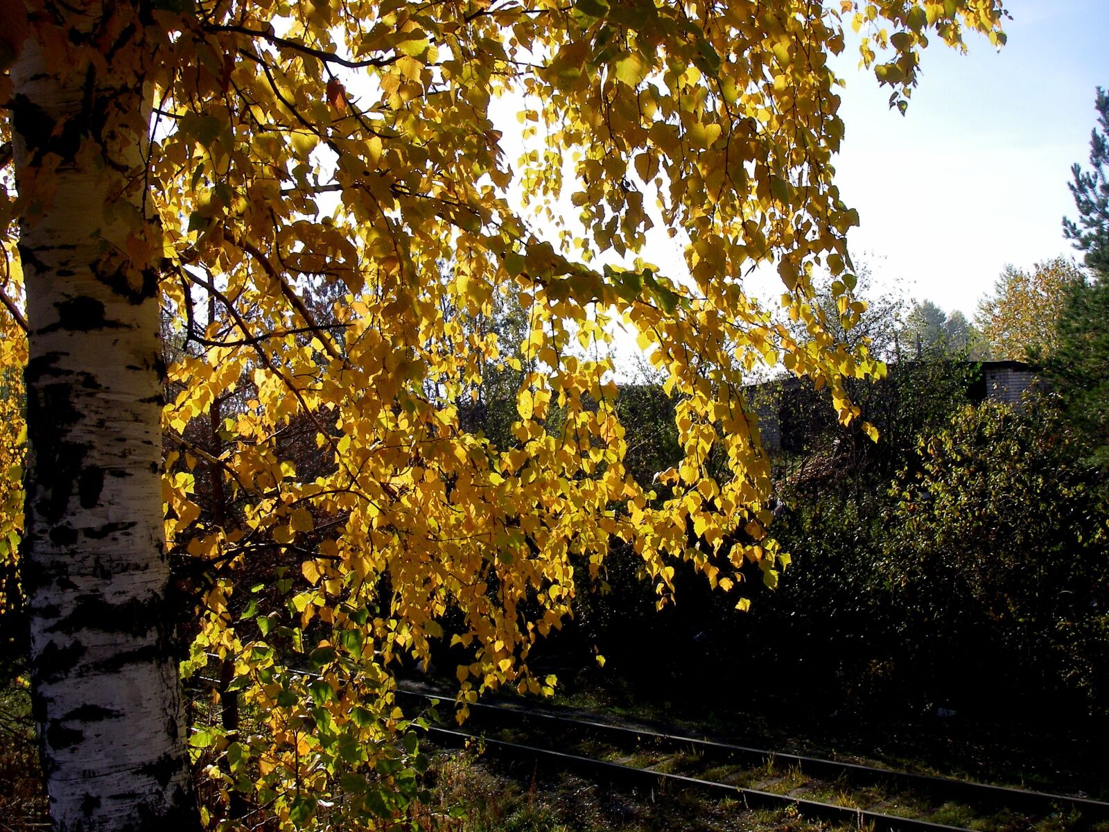 Pentax OPTIO W20 sample photo. Autumn, road, tree photography