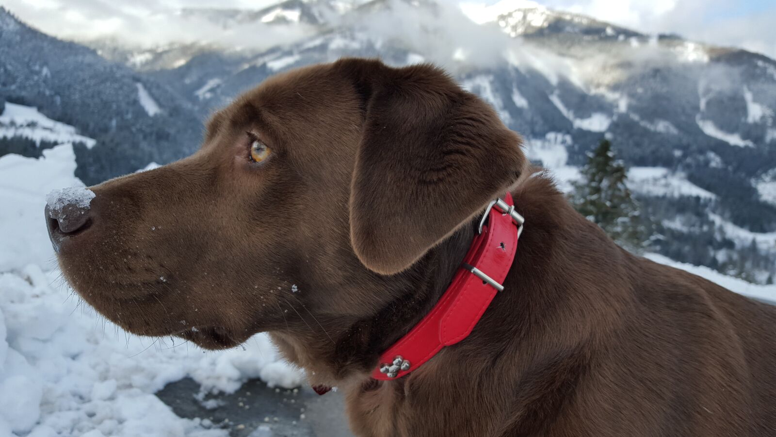 Samsung Galaxy S6 sample photo. Dog, labrador, mountains photography