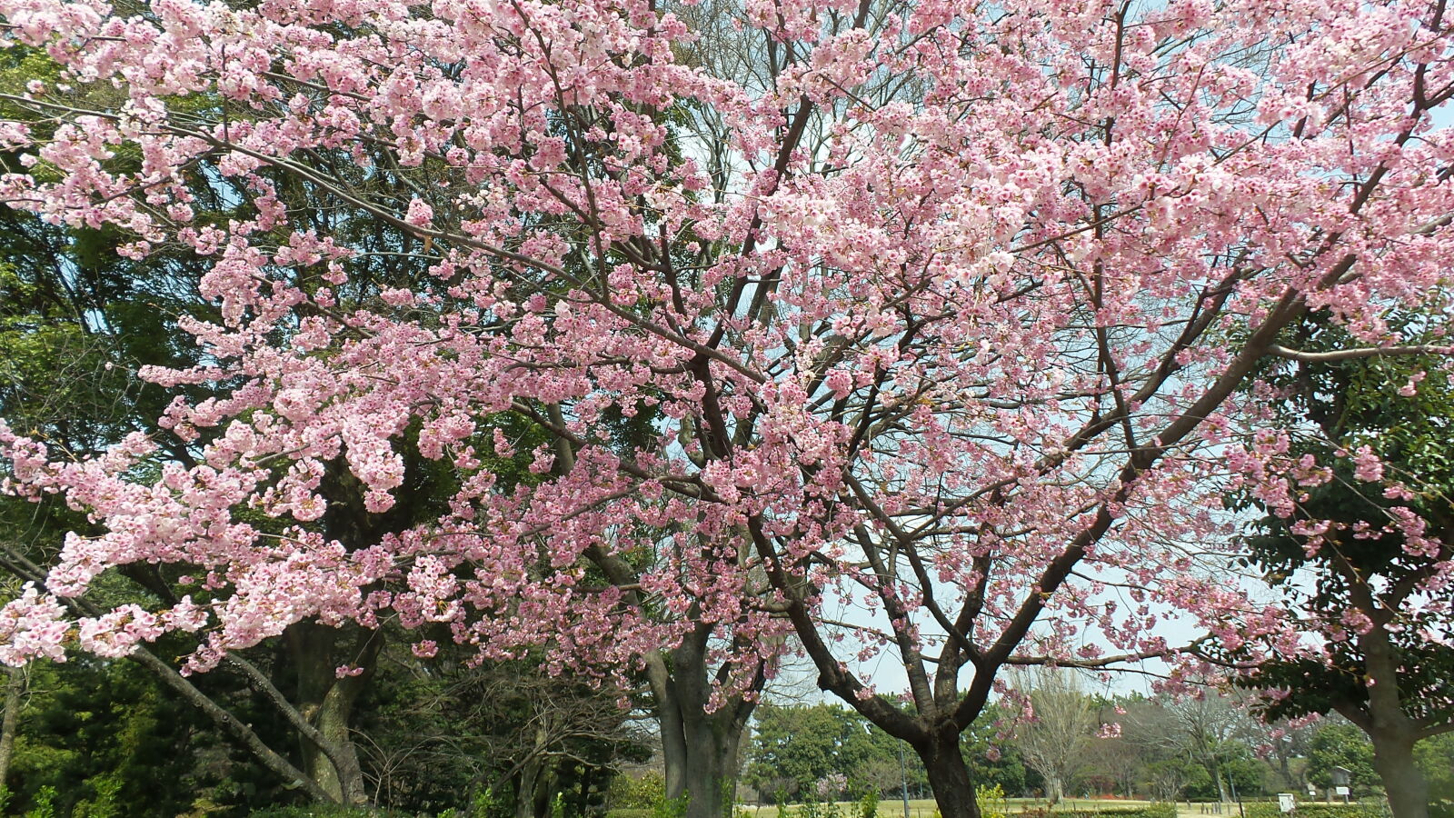 Samsung Galaxy Camera 2 sample photo. Cherry, blossoms, japan, nagoya photography