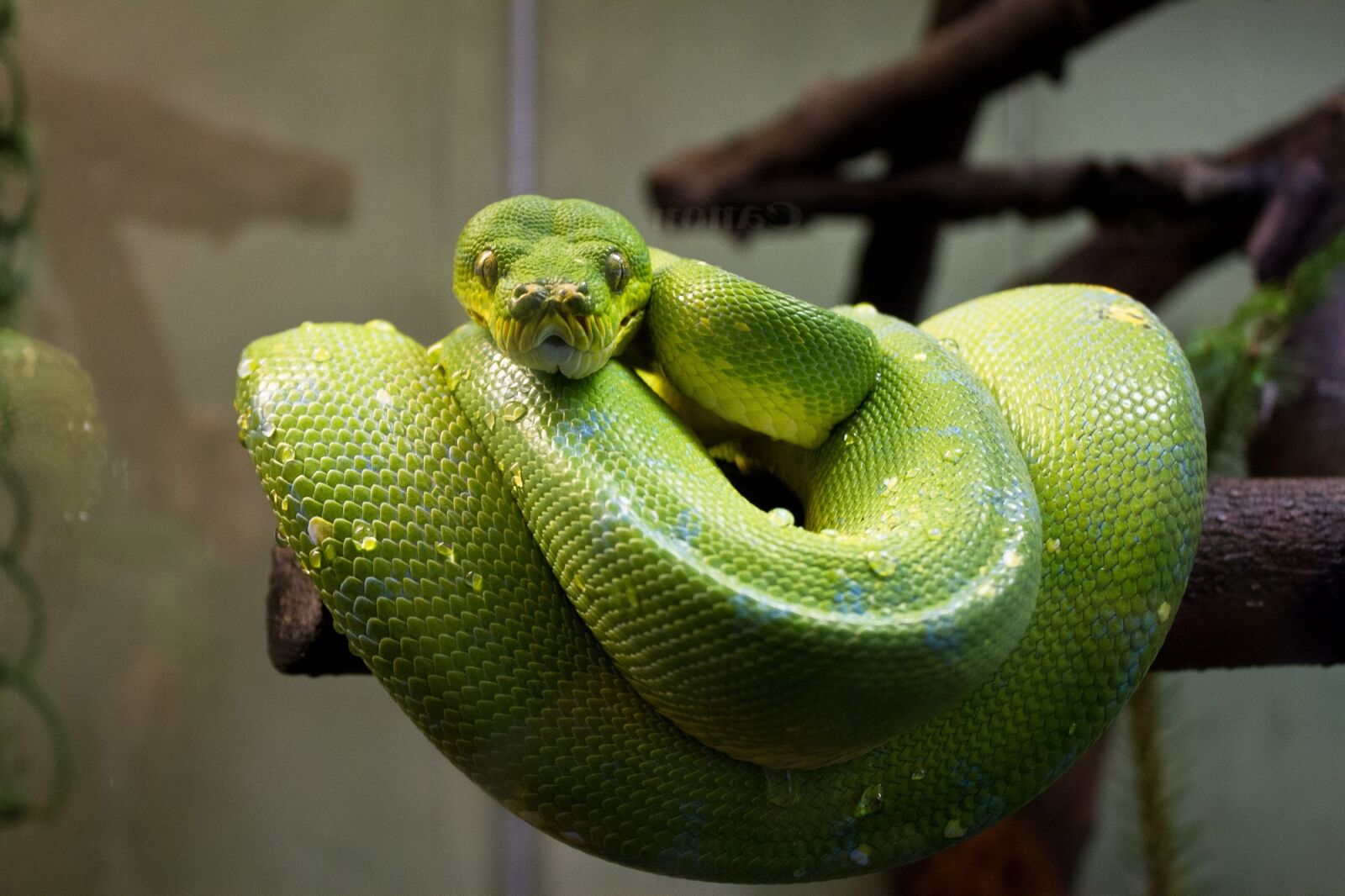 Canon EOS 7D + Canon EF-S 18-55mm F3.5-5.6 IS sample photo. Green tree python, snake photography