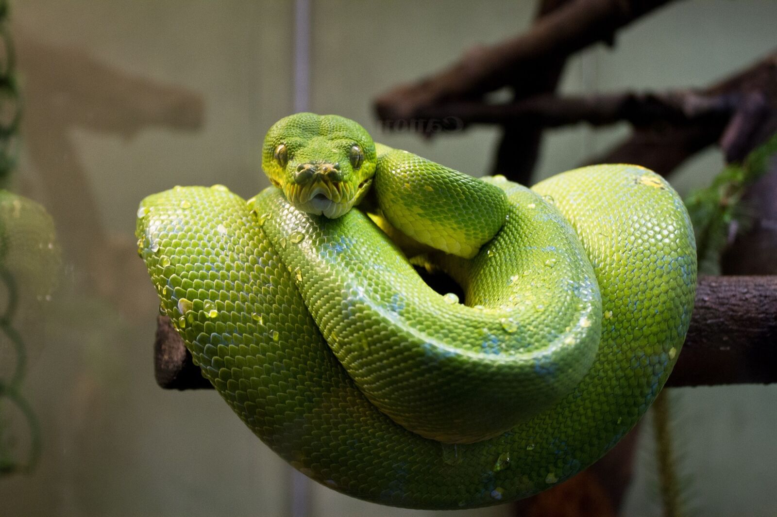 Canon EF-S 18-55mm F3.5-5.6 IS sample photo. Green tree python, snake photography