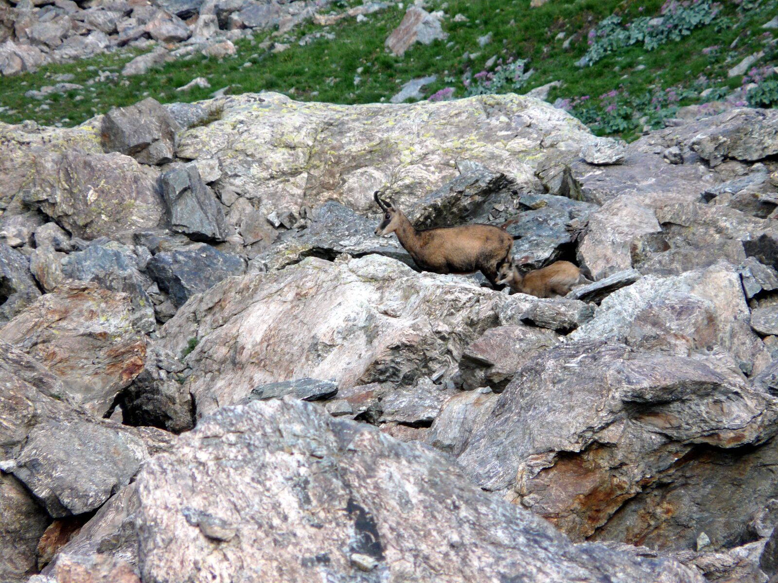 Panasonic DMC-FZ18 sample photo. Mountain, chamois, kid photography